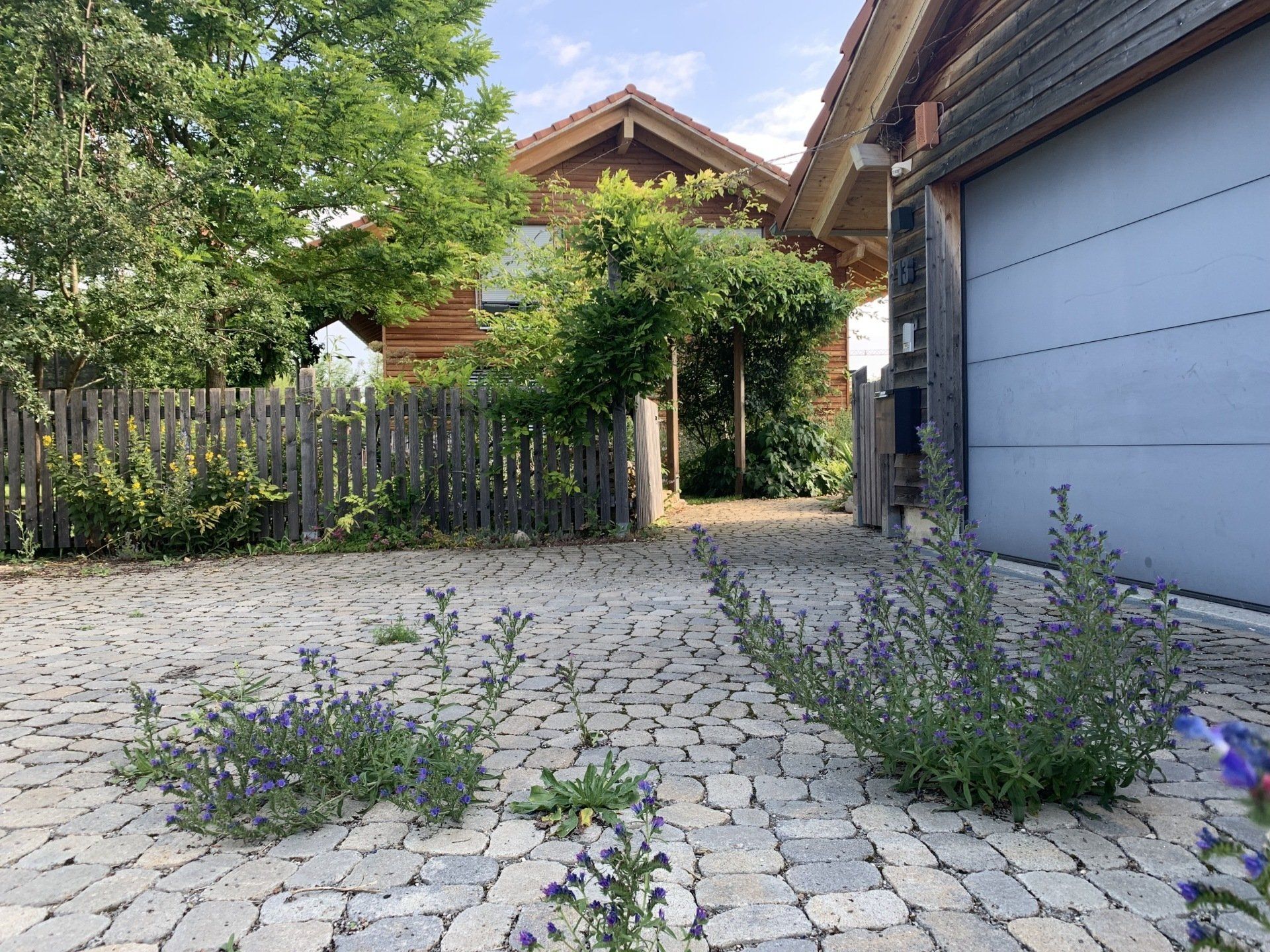 Naturgarten Langenau - Fugenbegrünung Naturgarten Langenau - Fugenbegrünung