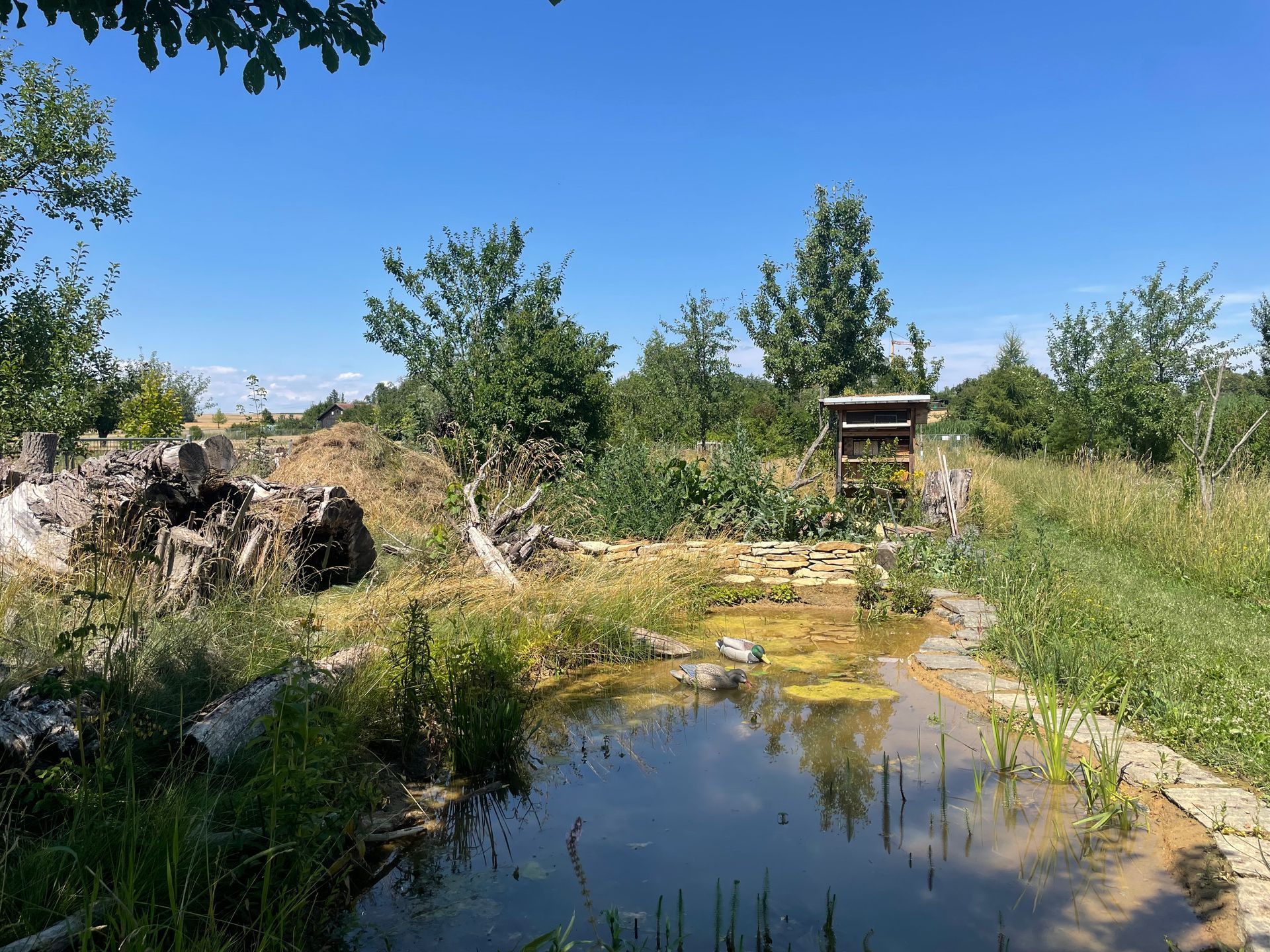 Naturgarten Langenau - Flachwasserteich Naturgarten Langenau - Flachwasserteich
