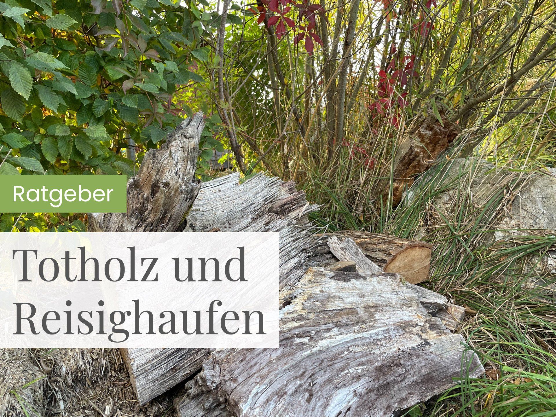 Ratgeber Totholz und Reisig Ratgeber Totholz und Reisig