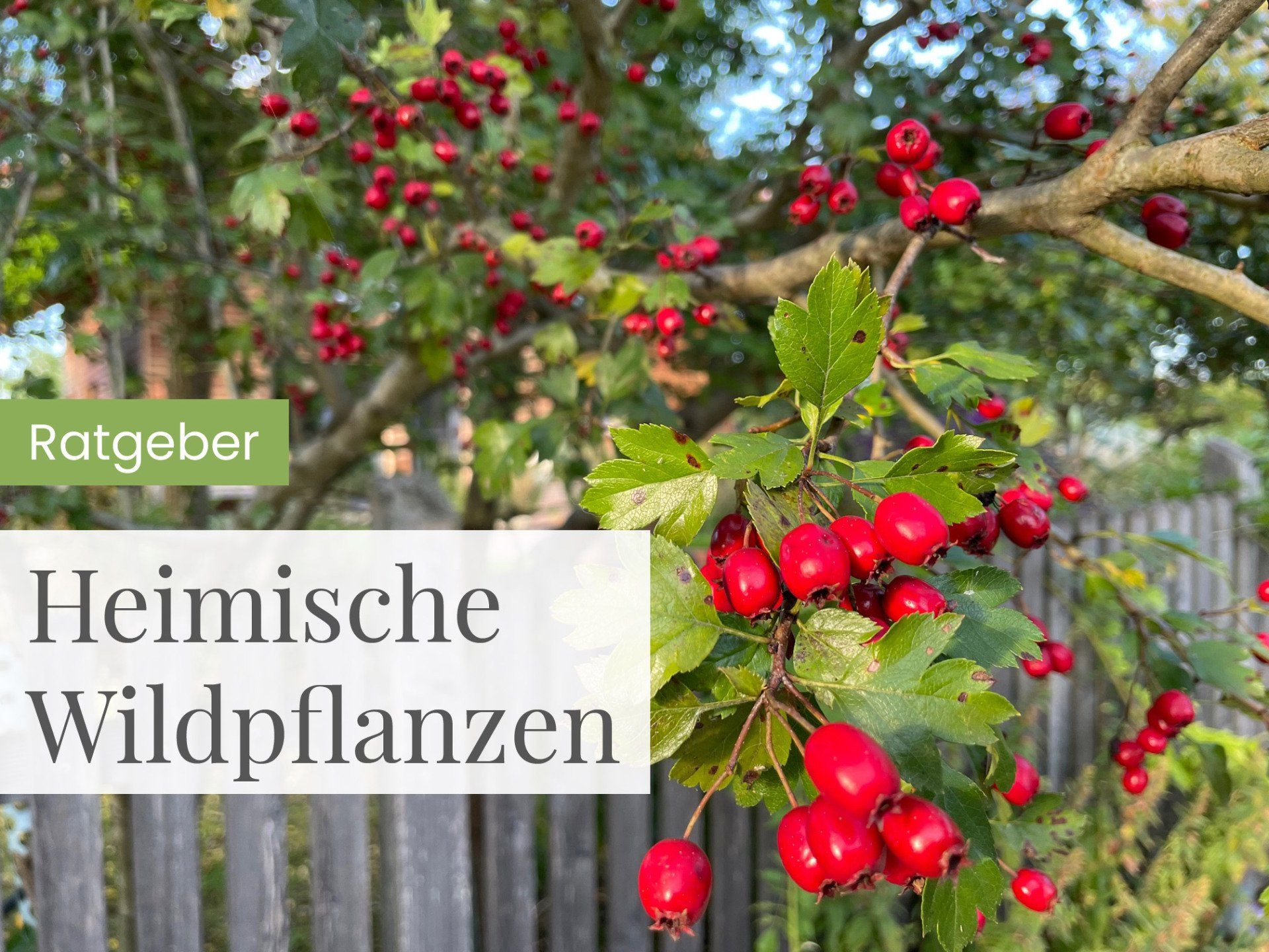 Ratgeber Heimische Wildpflanzen Ratgeber Heimische Wildpflanzen