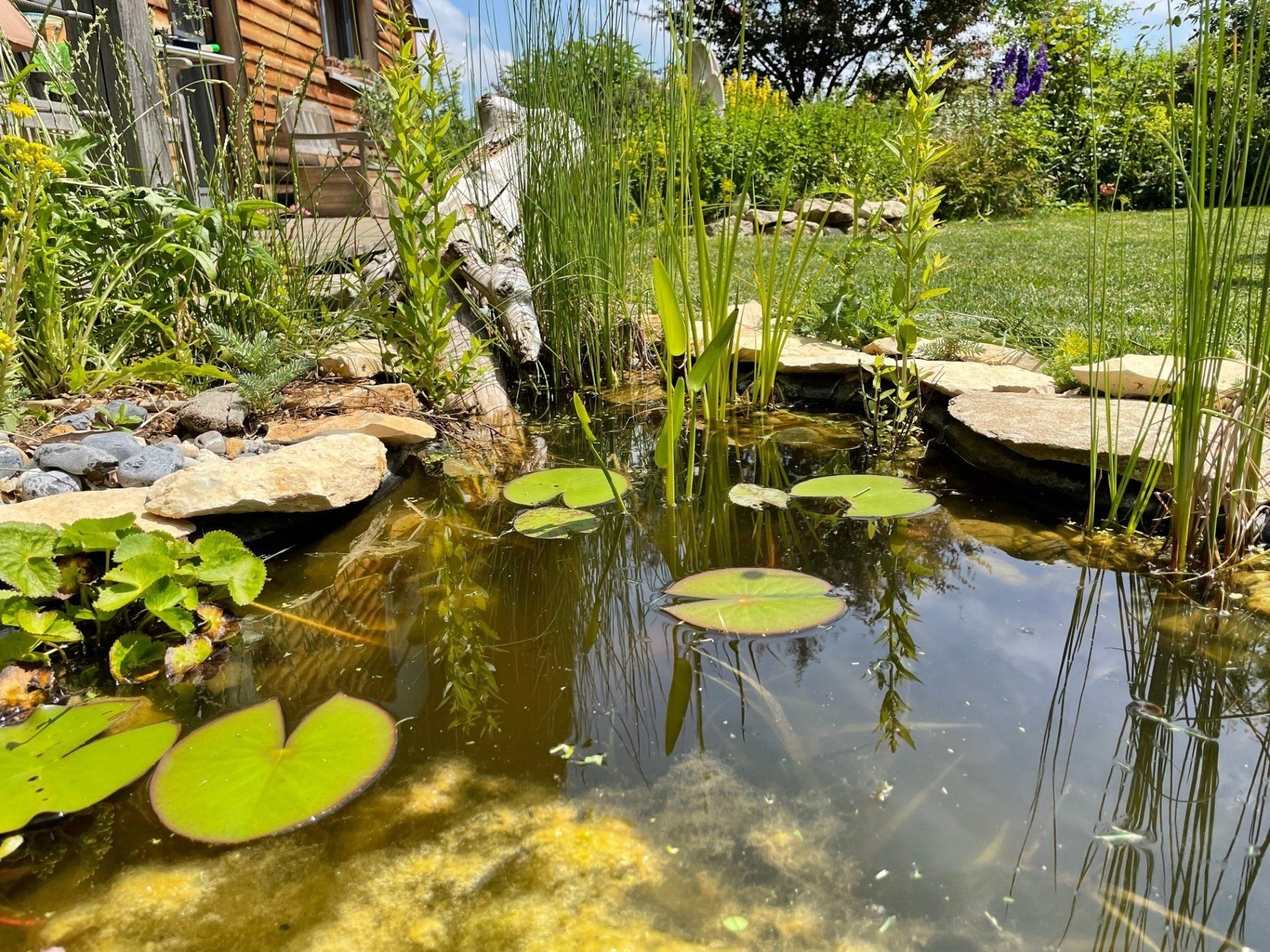 Naturgarten Langenau - Teich