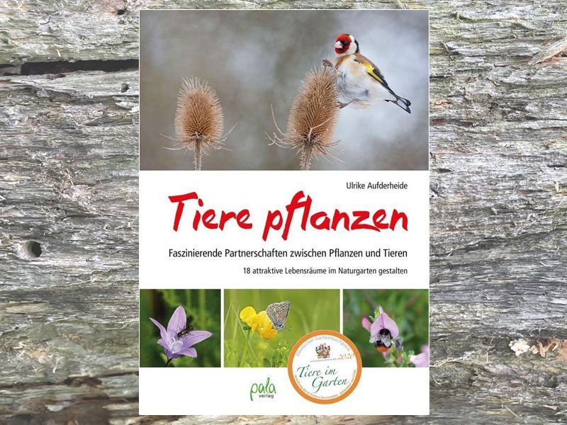 Buch Buch