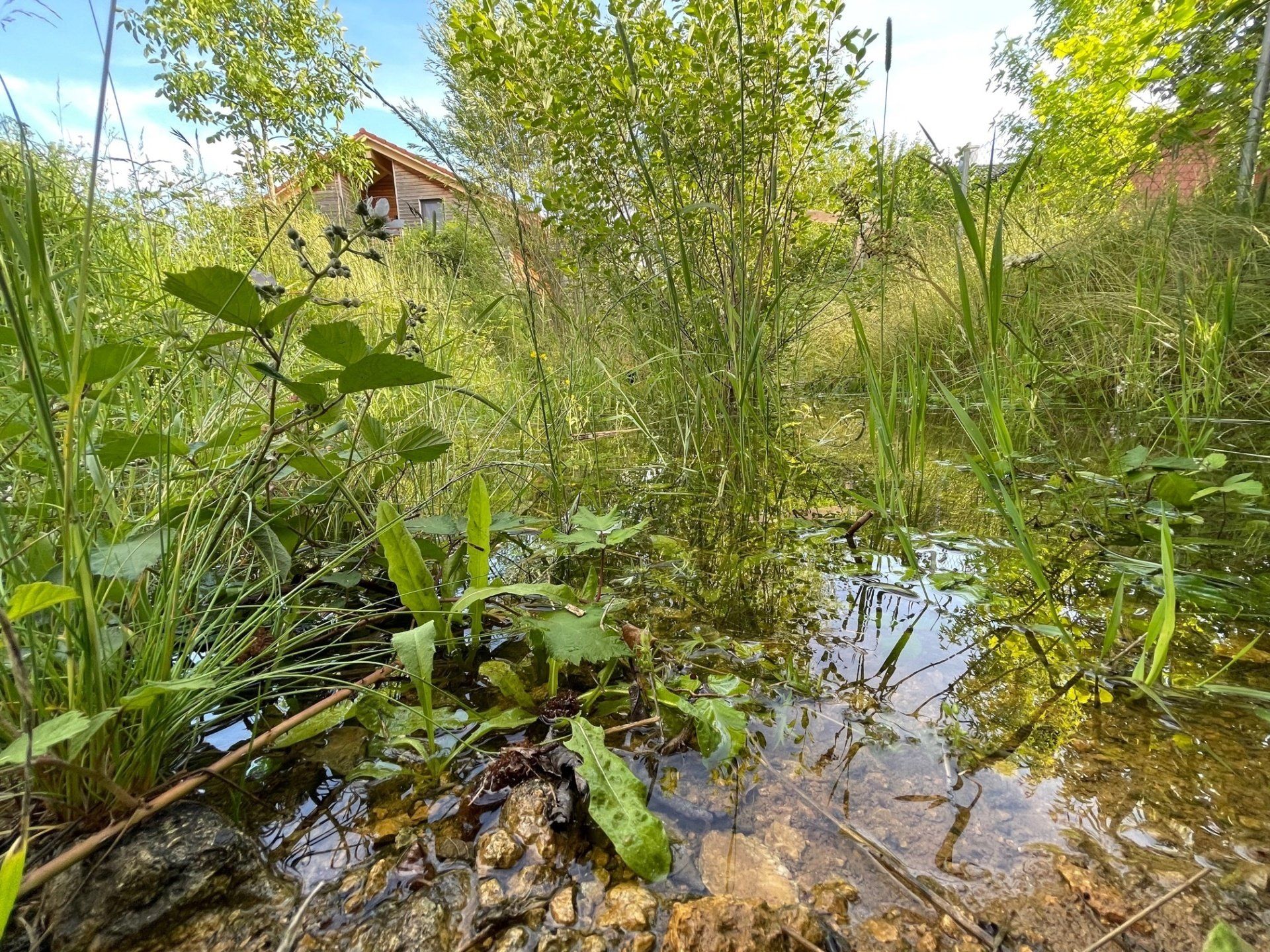Naturgarten Langenau - Wechselfeuchtes Biotop Naturgarten Langenau - Wechselfeuchtes Biotop