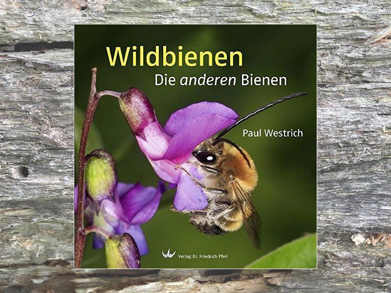Buch Buch