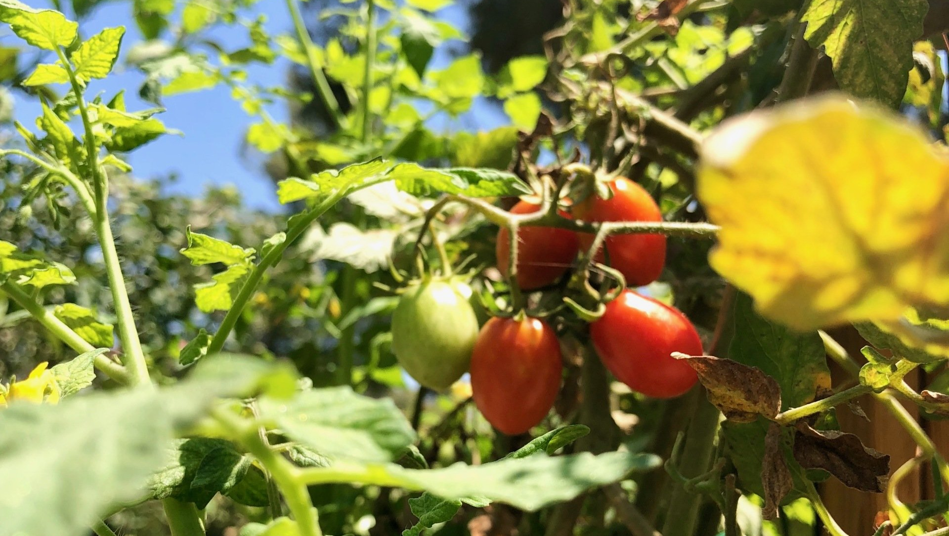 Tomates Israël