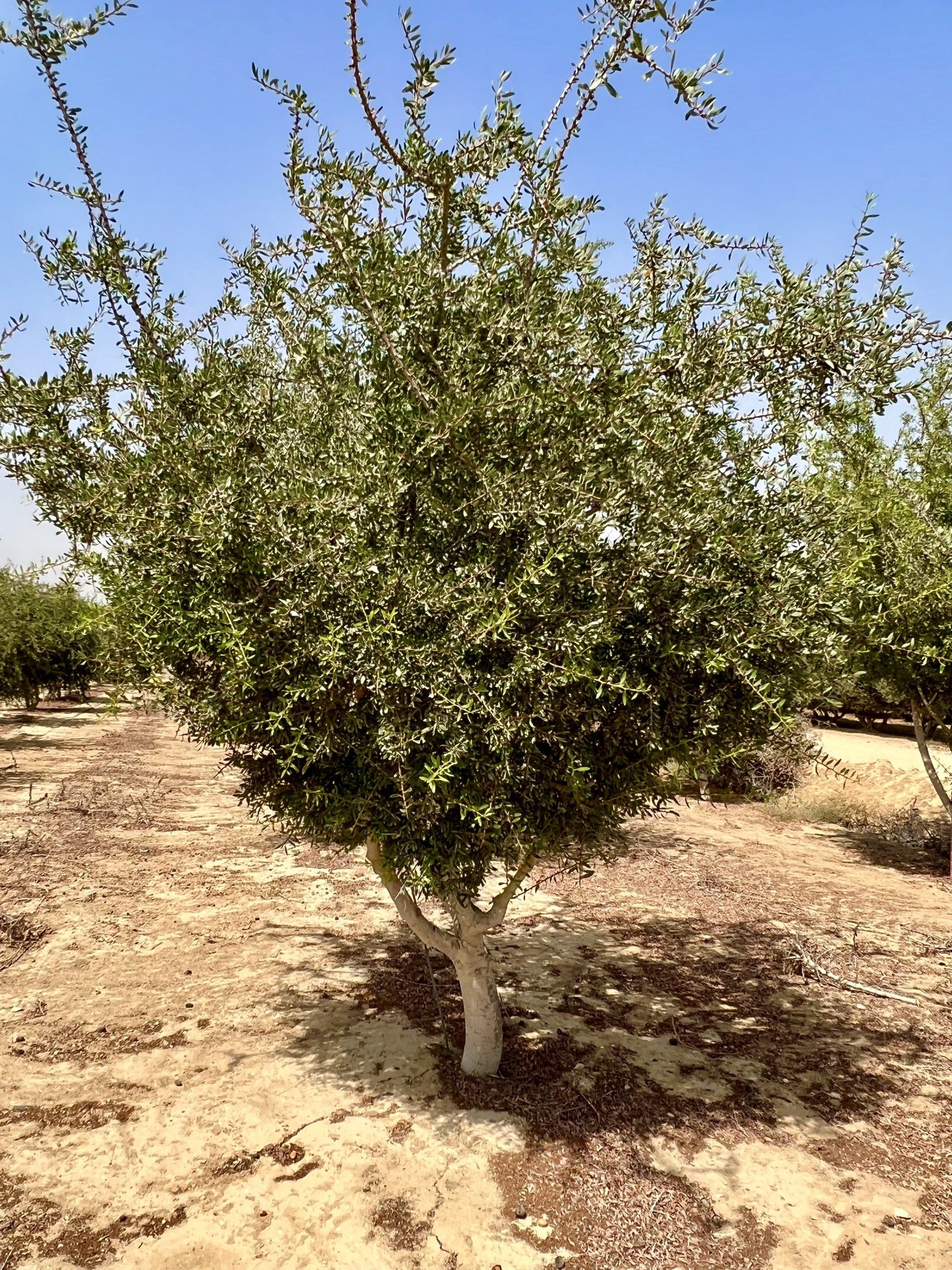 Arbre Jojoba Kibboutz Hatzerim Néguev Israël
