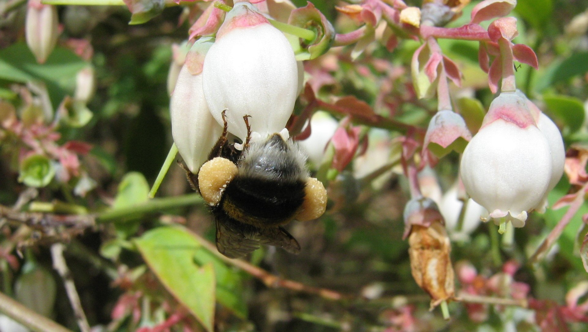 Pollinisation kibboutz Sde Eliyahu Galilée Israël