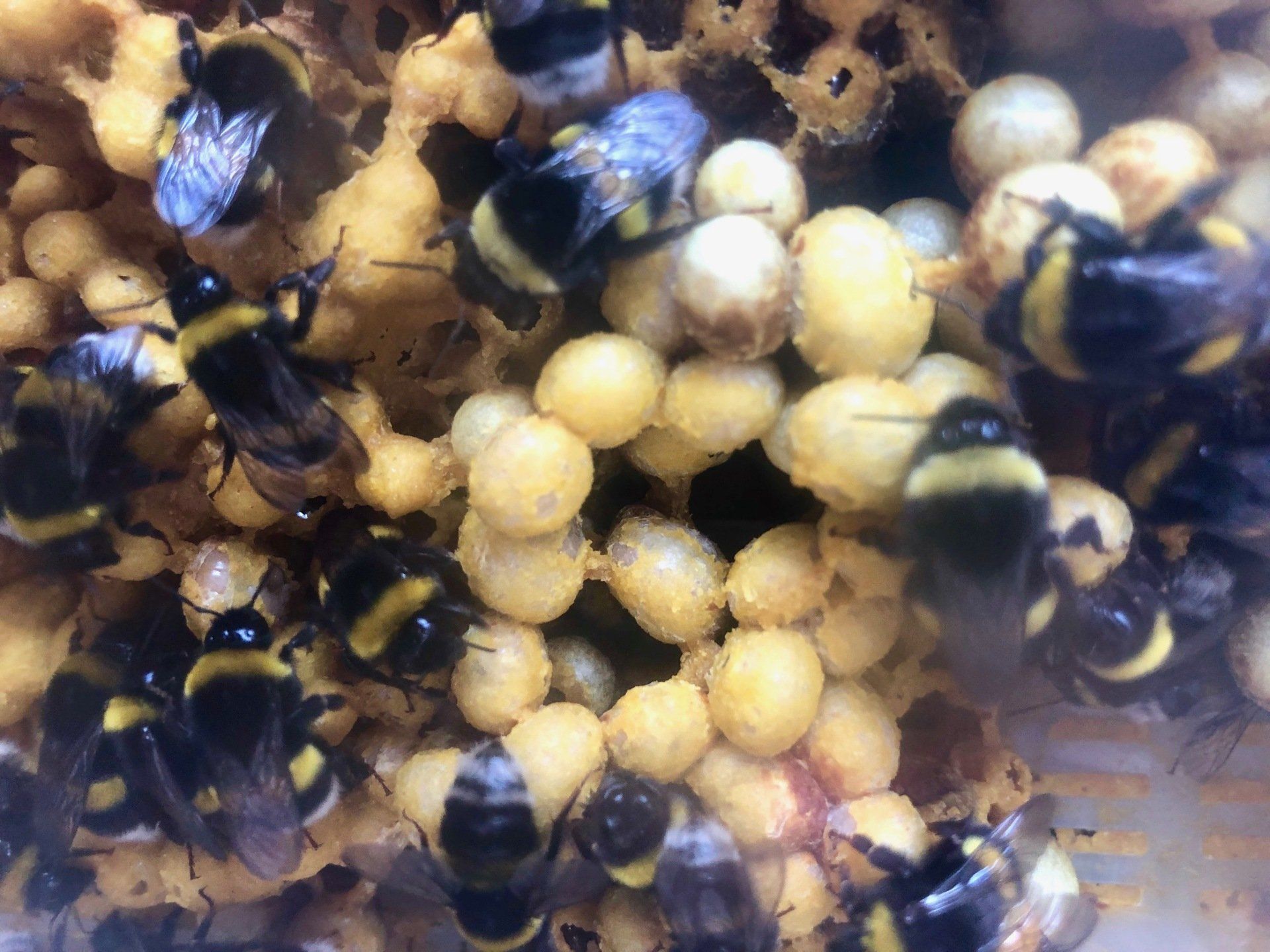 Biobee agriculture biologique