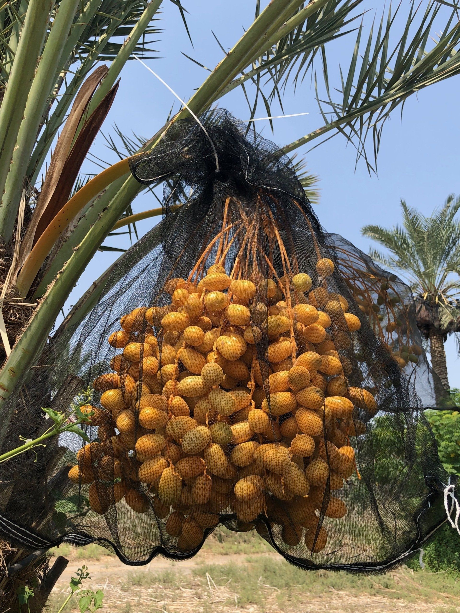 Dattes organiques kibboutz Sde Eliyahu Israël