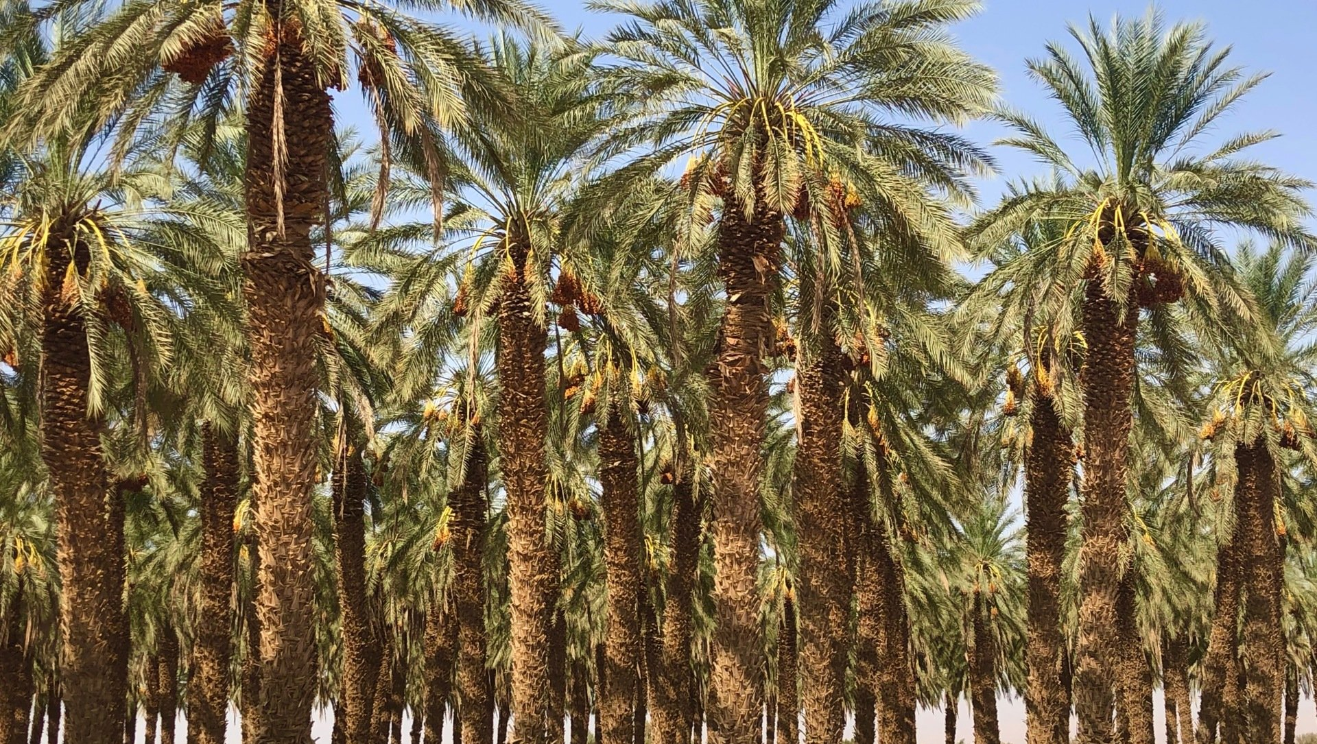 Palmiers dattiers  Israël