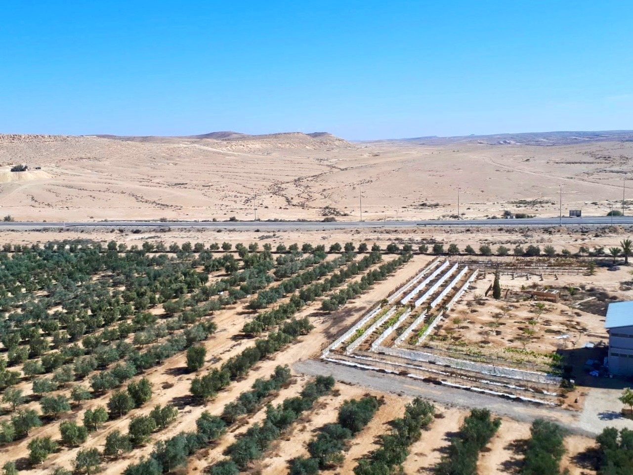 Simha Marom Plantations Désert Néguev