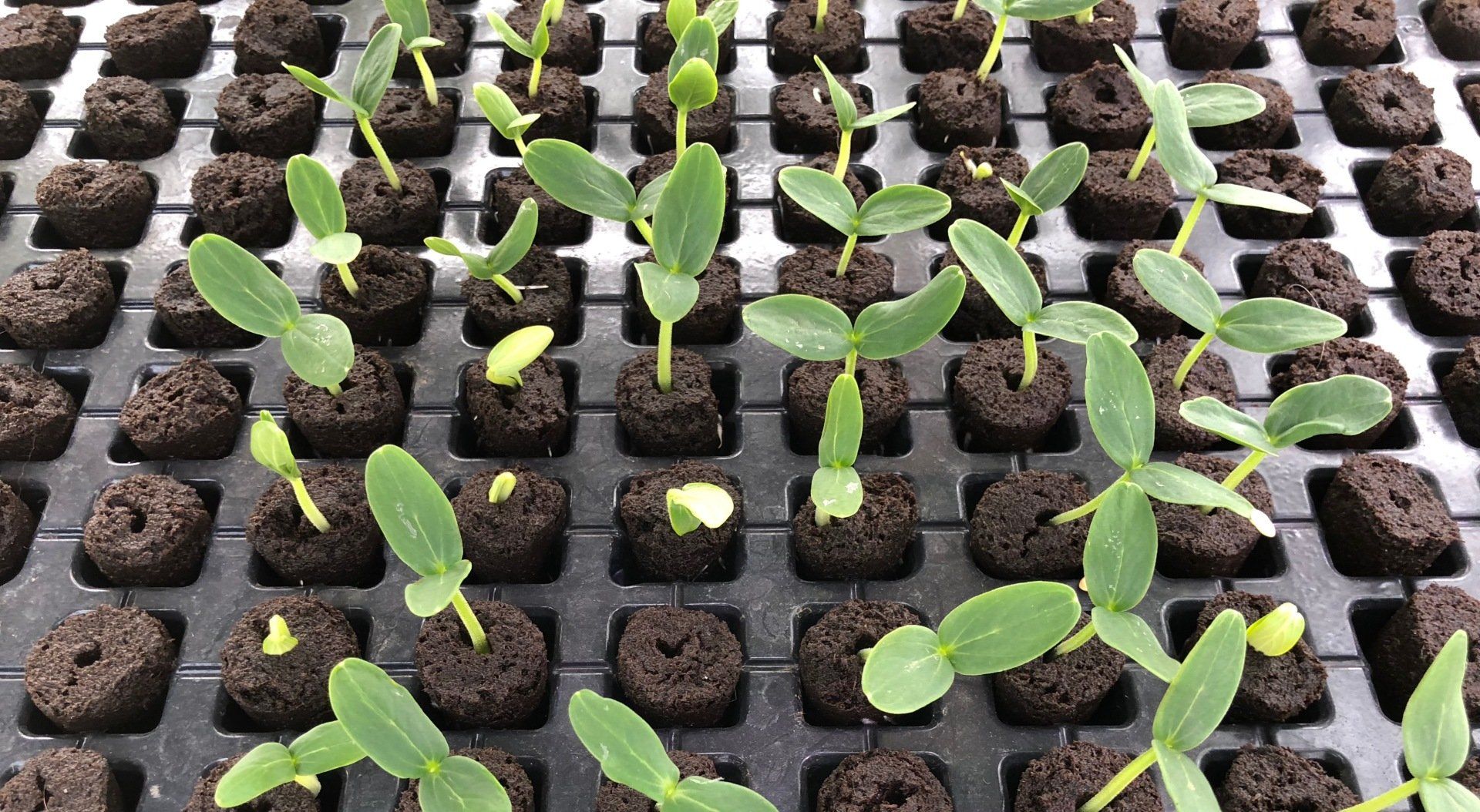 Green Tech Israël