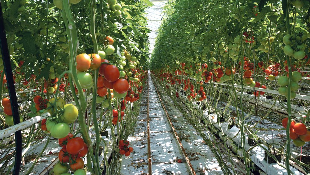 Irrigation goutte à goutte Neguev Israël