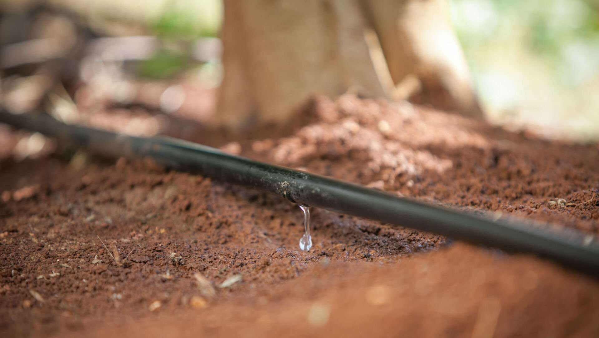 Irrigation au goutte à goutte innovation Israël