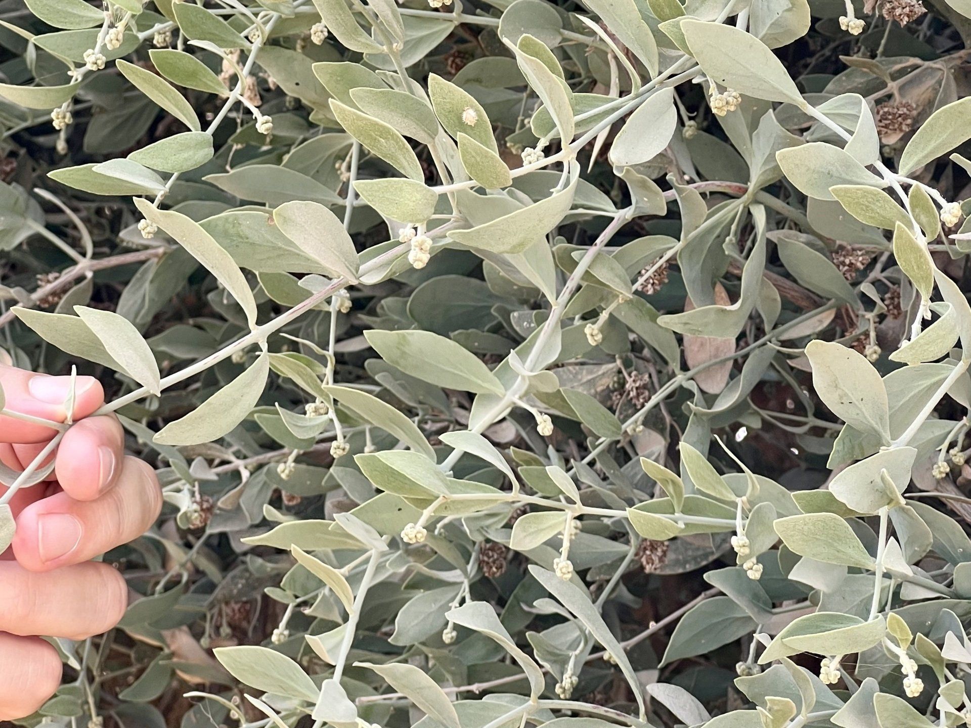 Jojoba Kibboutz Hatzerim Néguev Israël