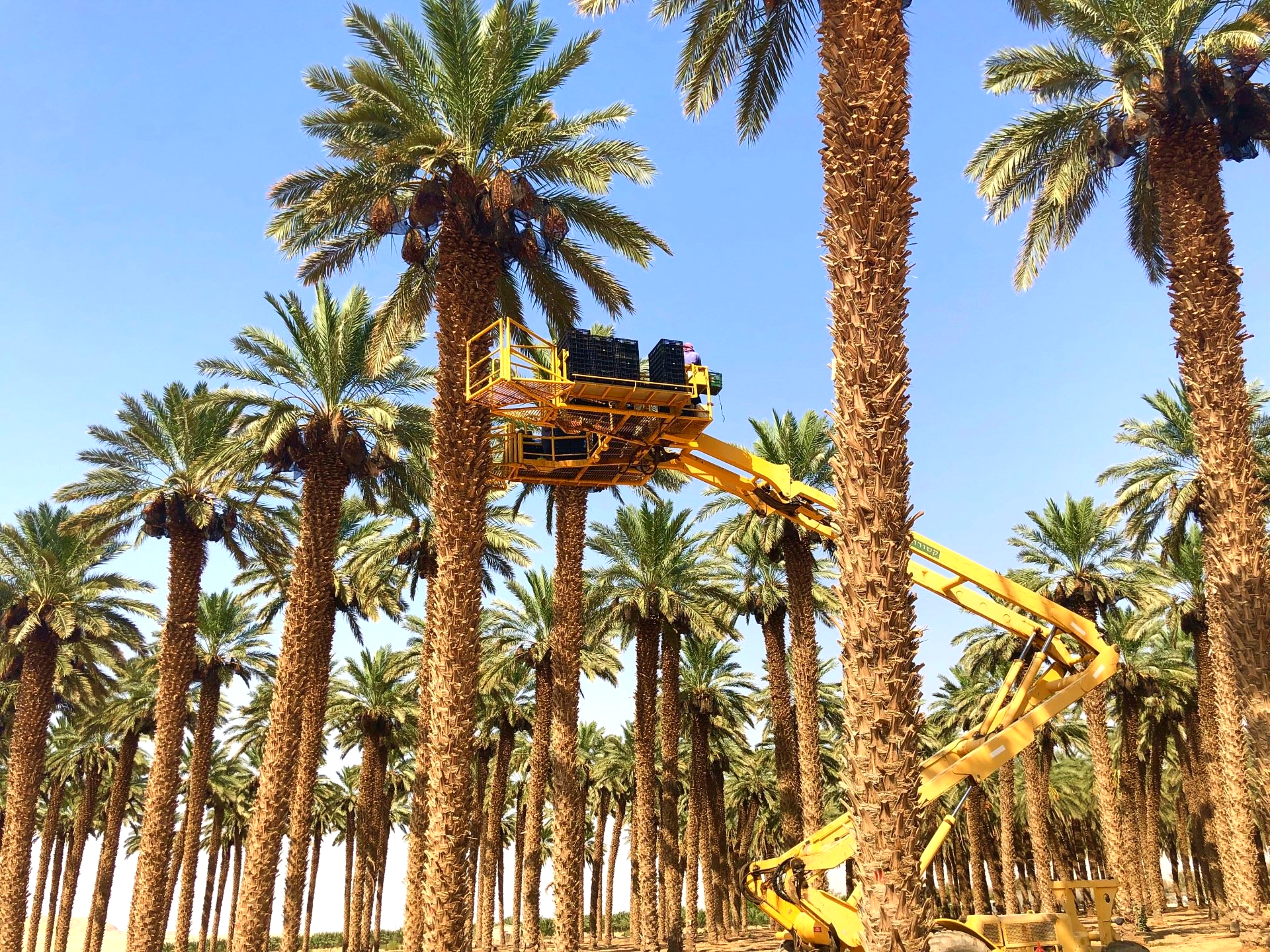 Kibboutz Ketura Arava Israël