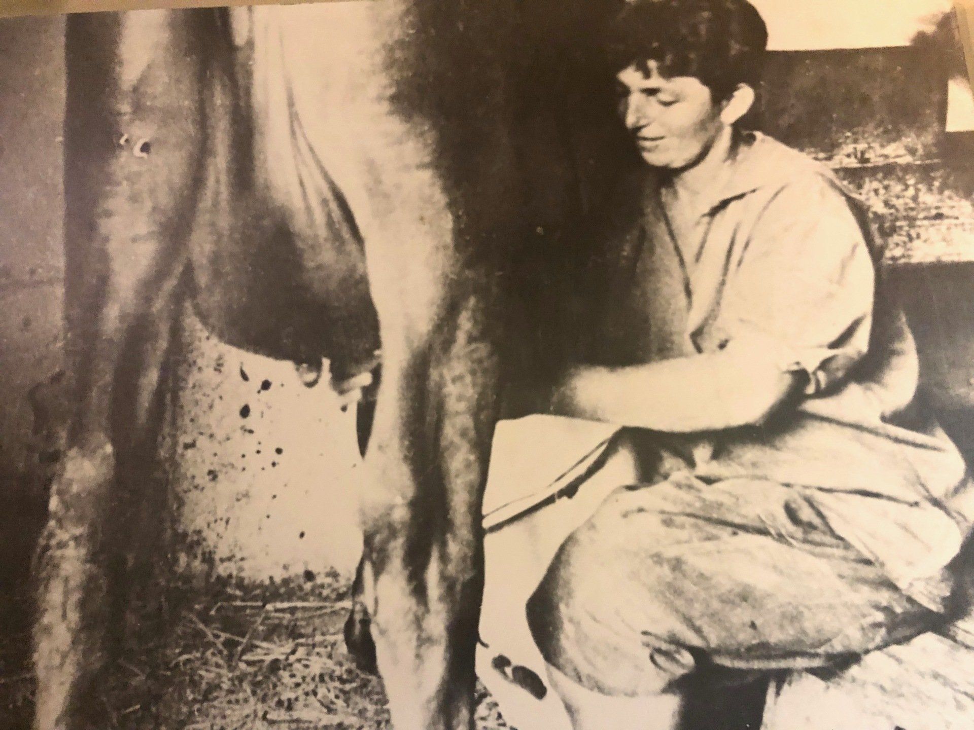 Traite des vaches Kibboutz Degania alef