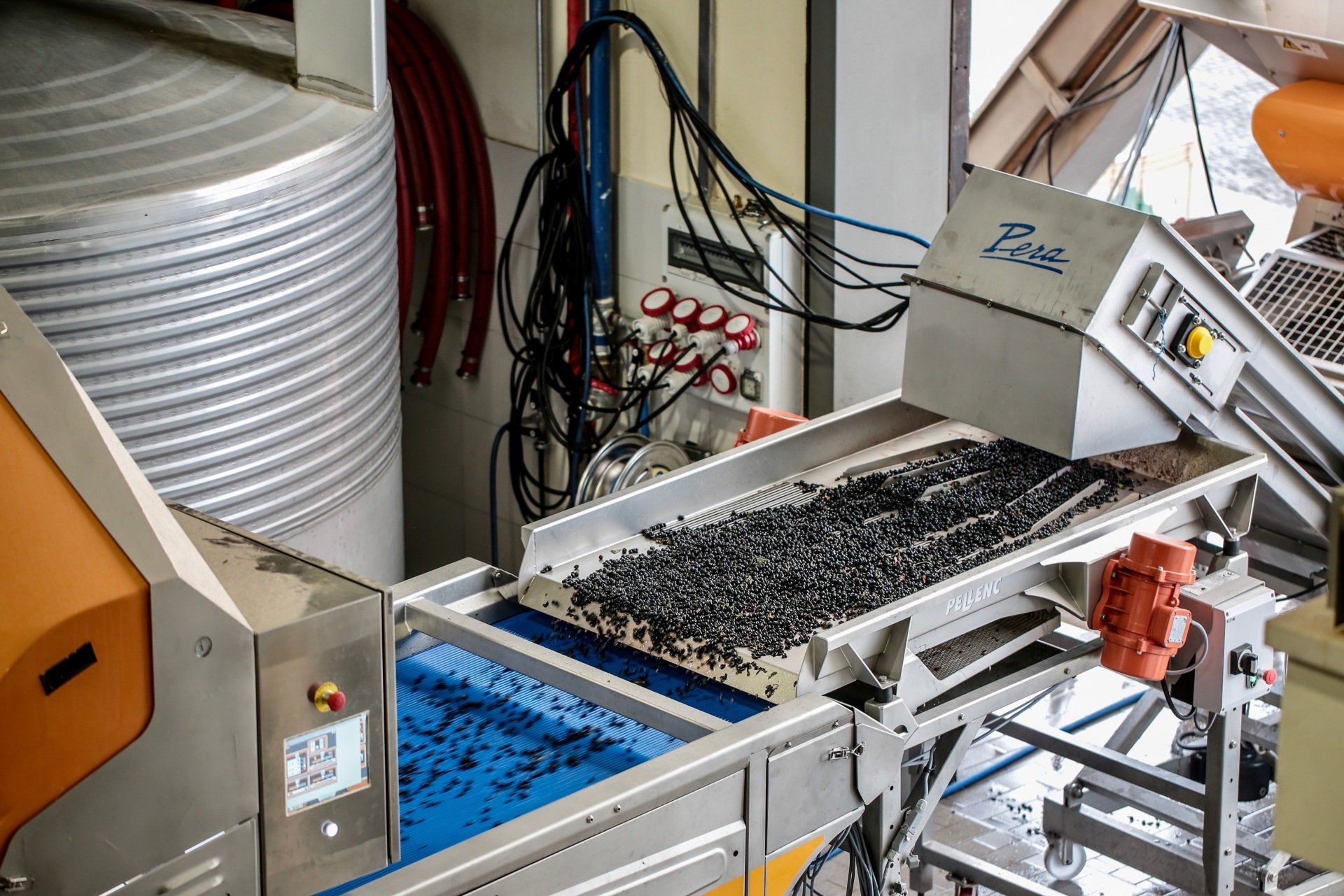 trieuse raisins Domaine du Castel Vins Israël