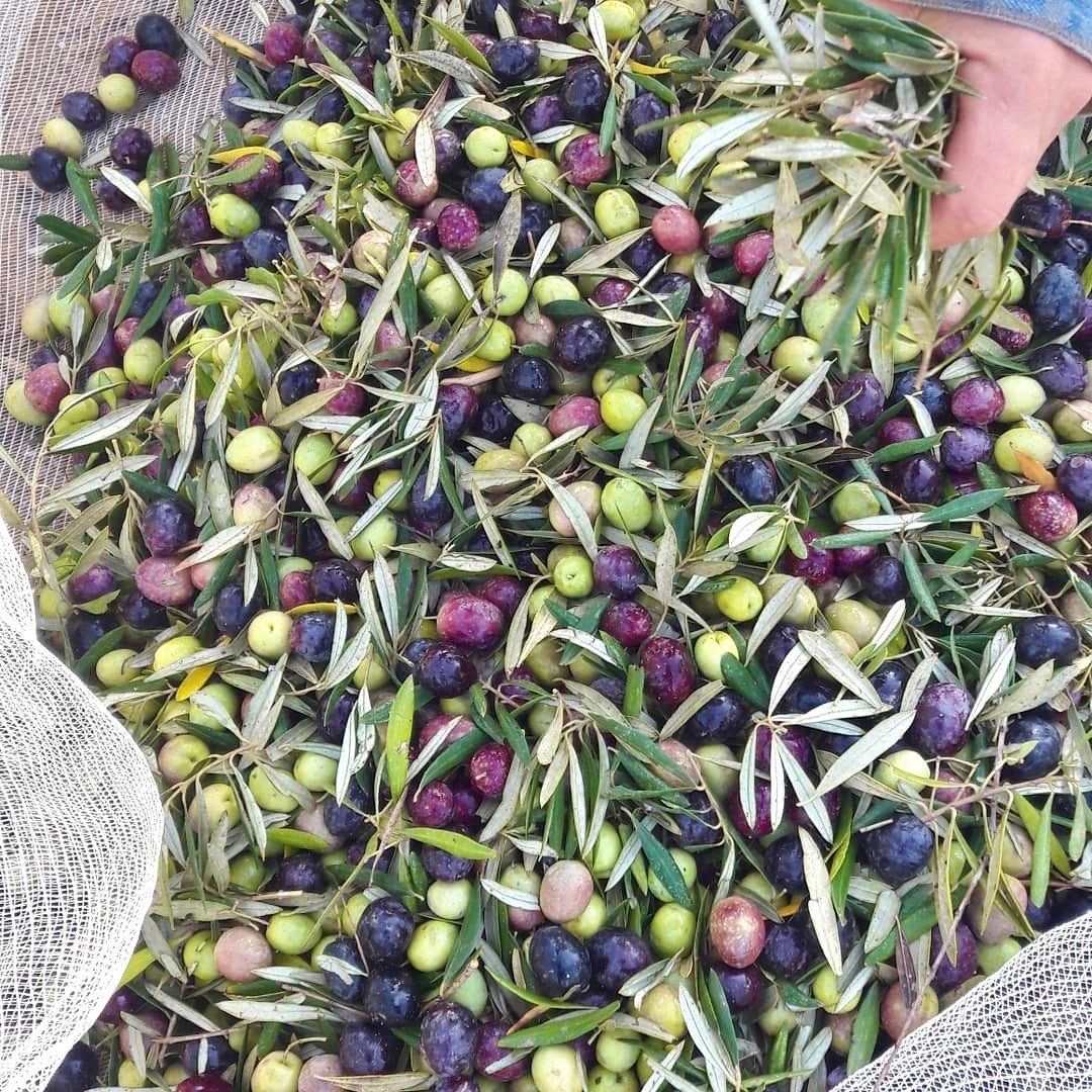 Récolte d'olives domaine de Simha Marom Mitzpe Ramon Néguev Israël