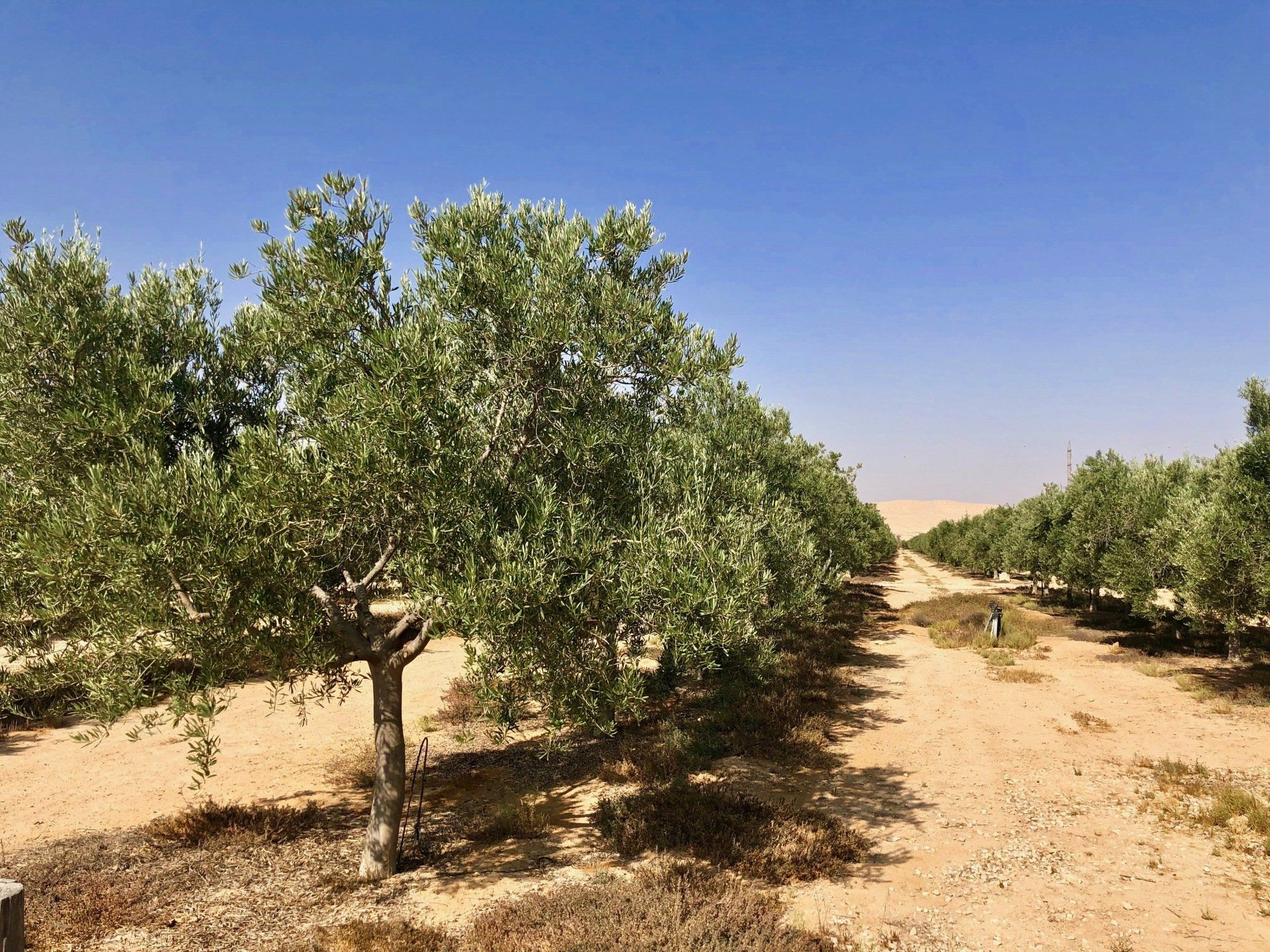 Simha Marom Plantations d'oliviers Mitzpe Ramon Néguev Israël