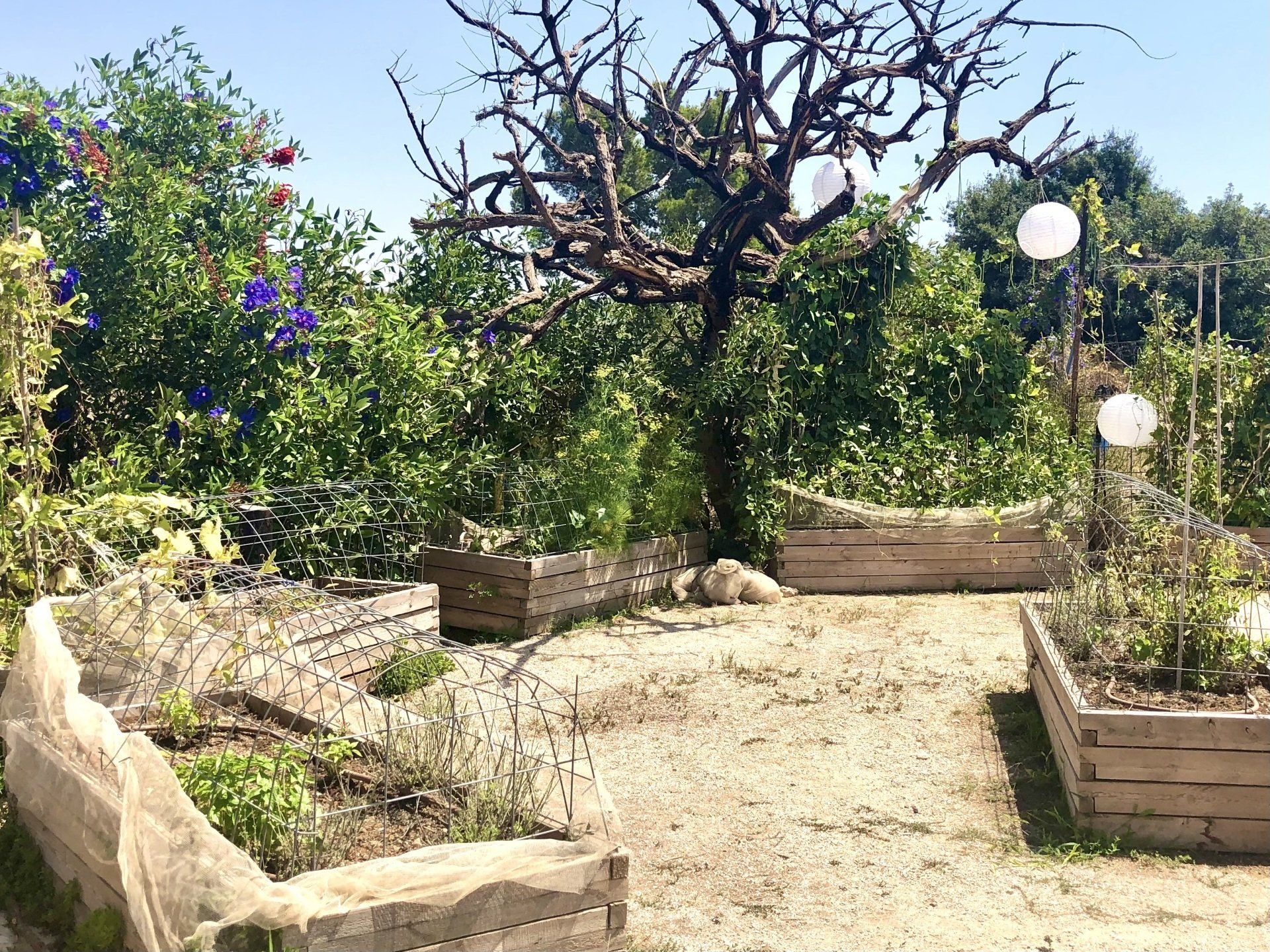 Rama's kitchen restaurant à Nataf environs de Jérusalem Israël