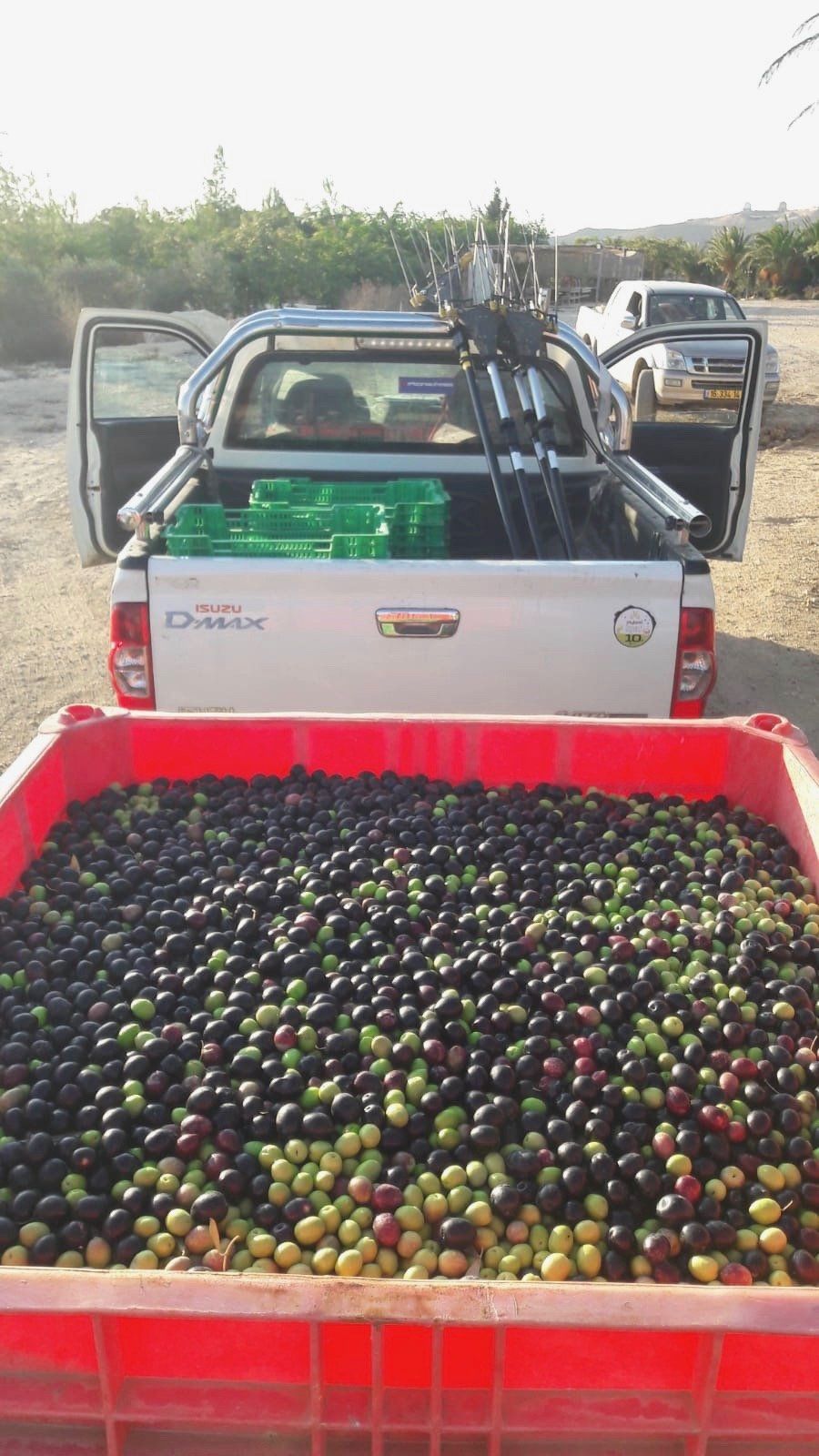 Récolte d'olives domaine de Simha Marom Mitzpe Ramon Néguev Israël