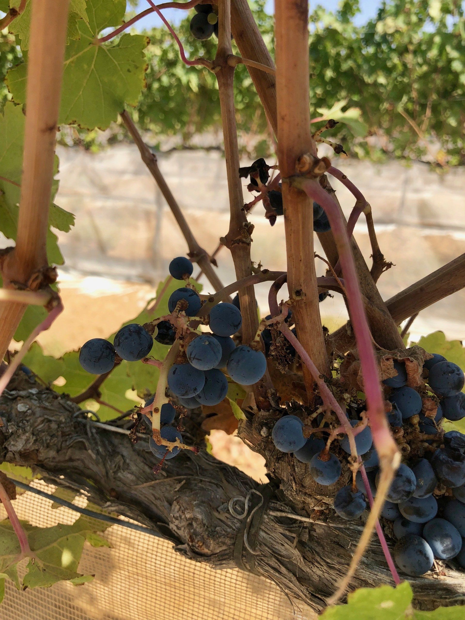 Vigne du domaine de Simha Marom Mitzpe Ramon Néguev Israël
