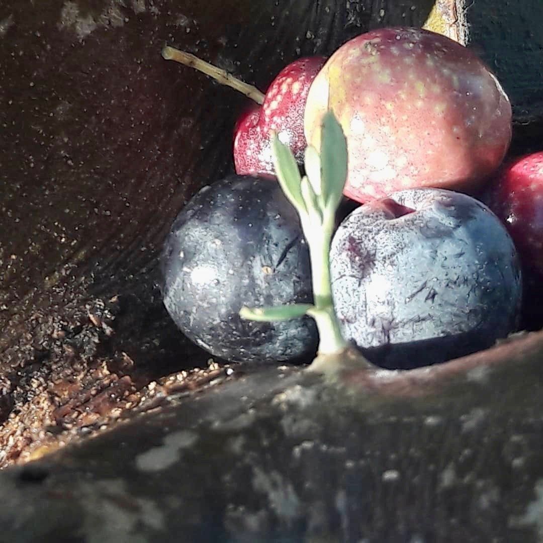 Vigne Mitzpe Ramon Néguev