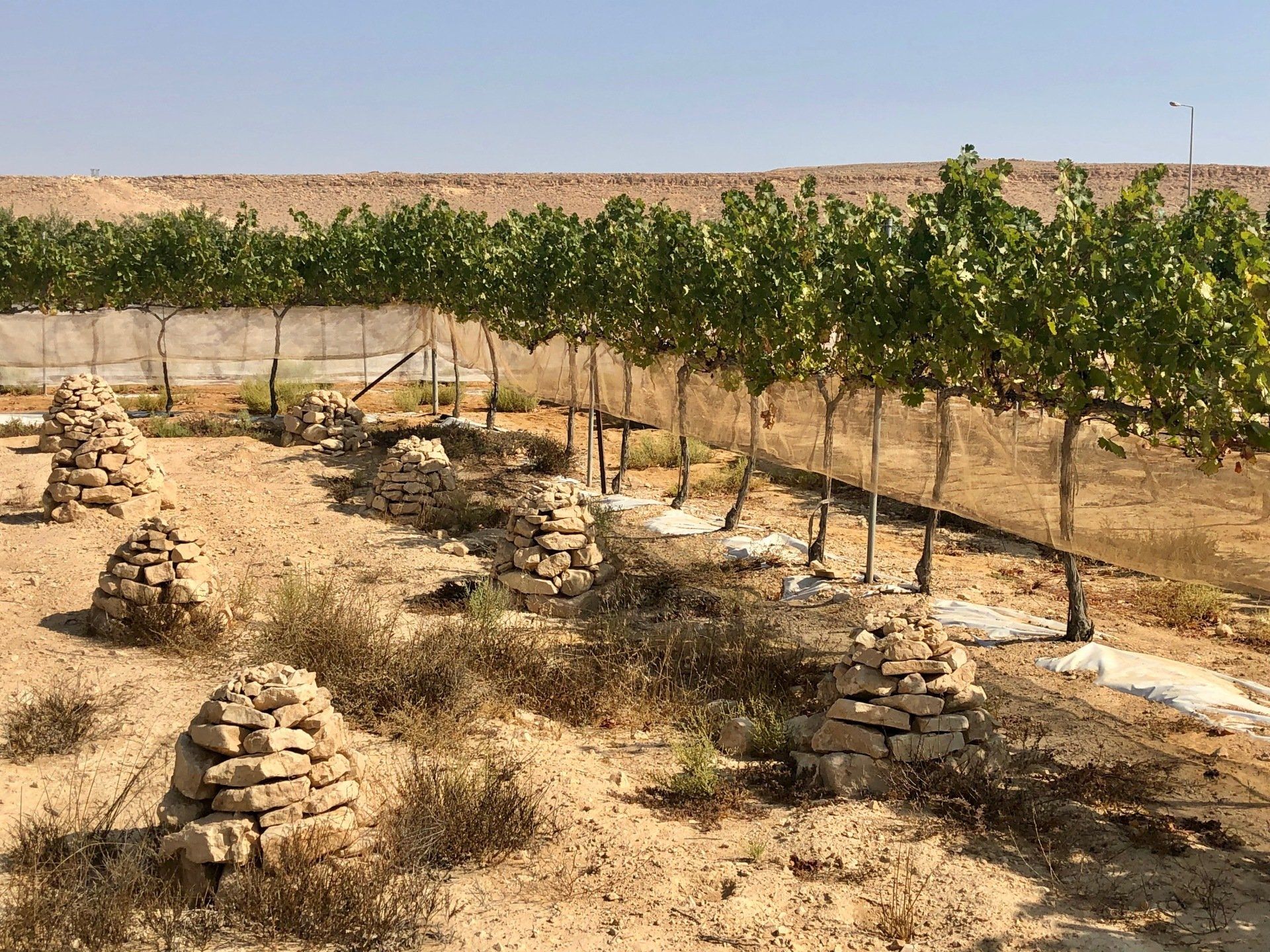 Vignes désert Néguev Mitzpe Ramon Israël