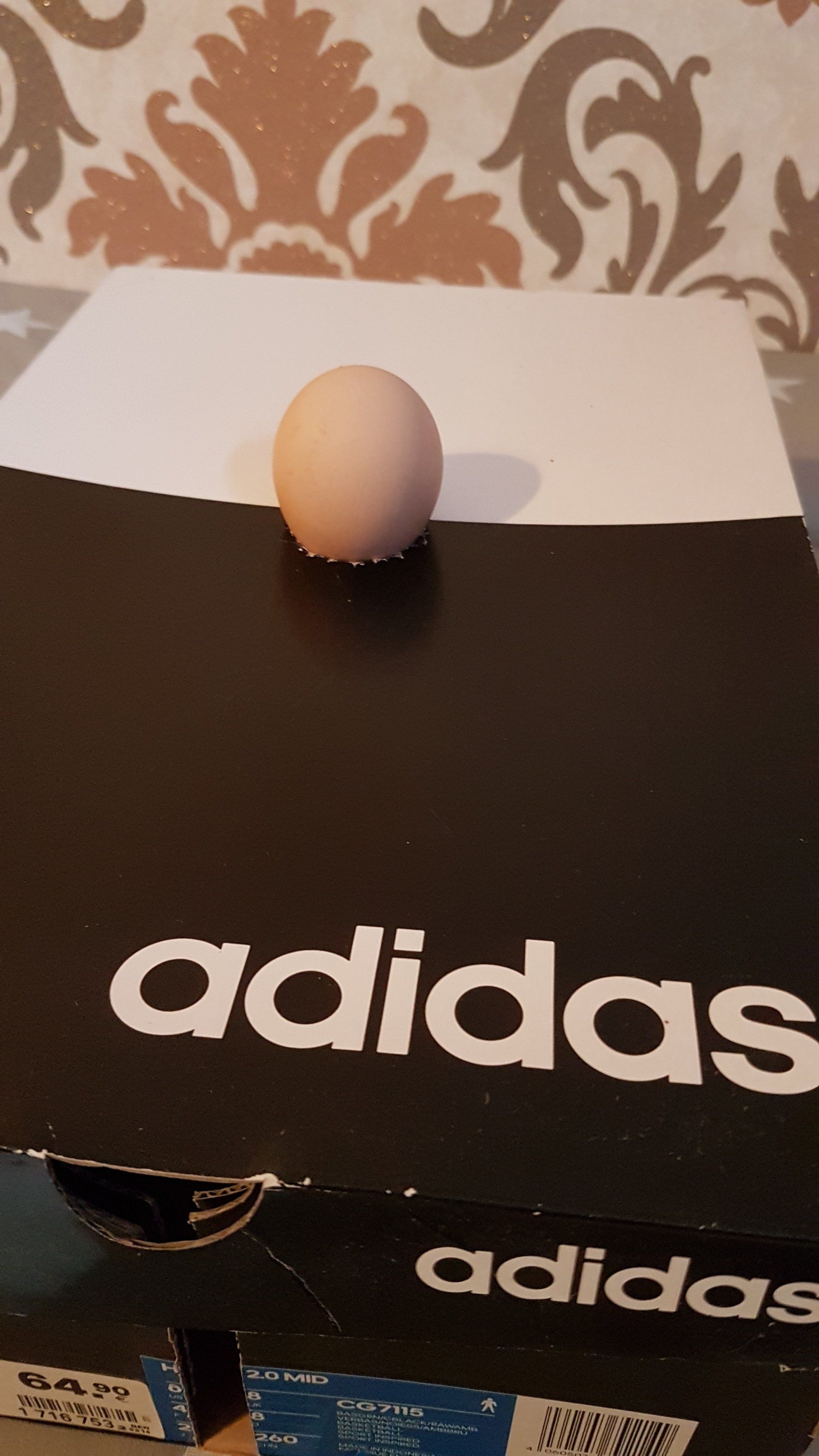 Schieren mit Schuhkarton