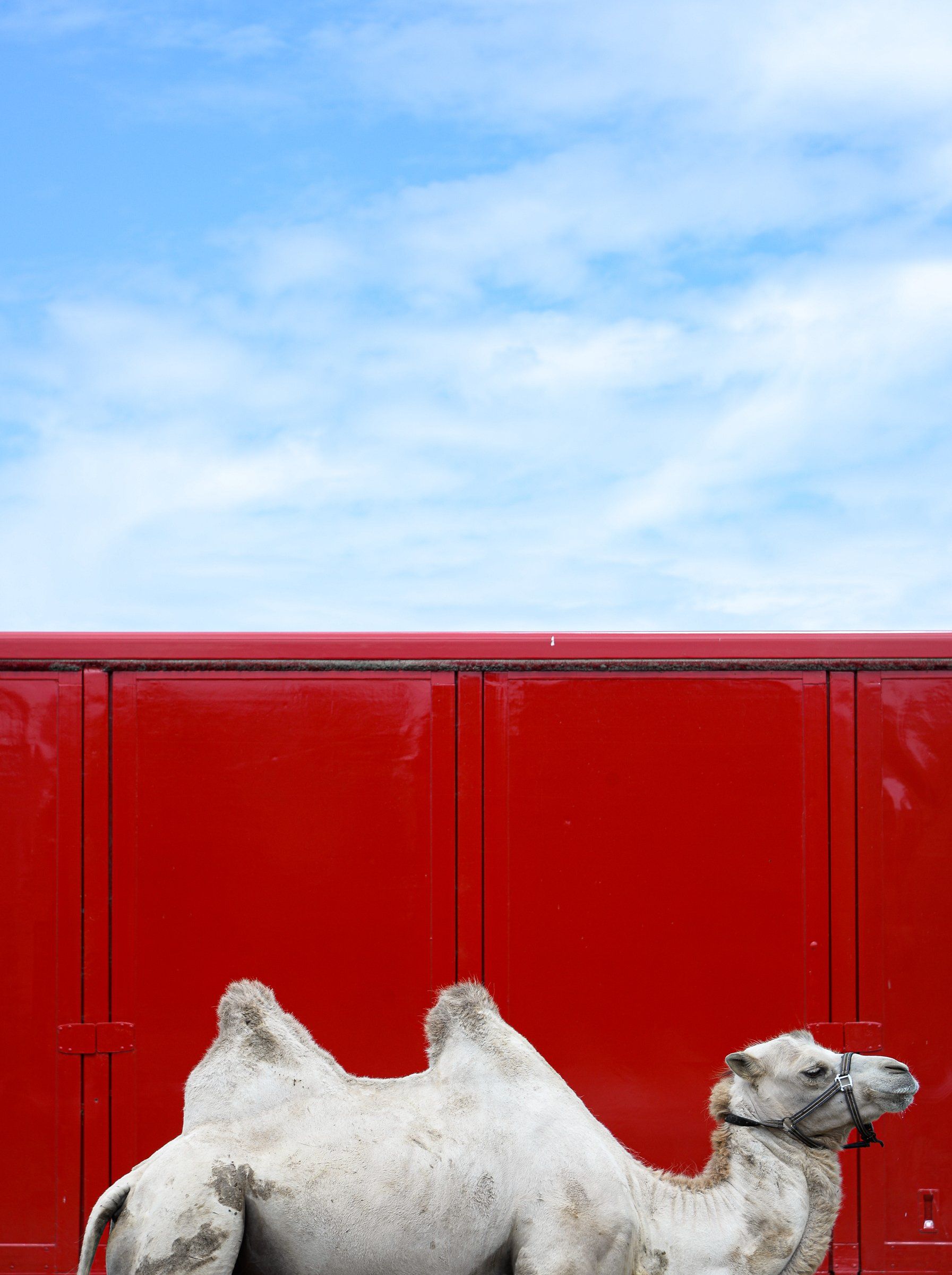 Kamel in der Bretagne. Fotografiert von WINTERPOL