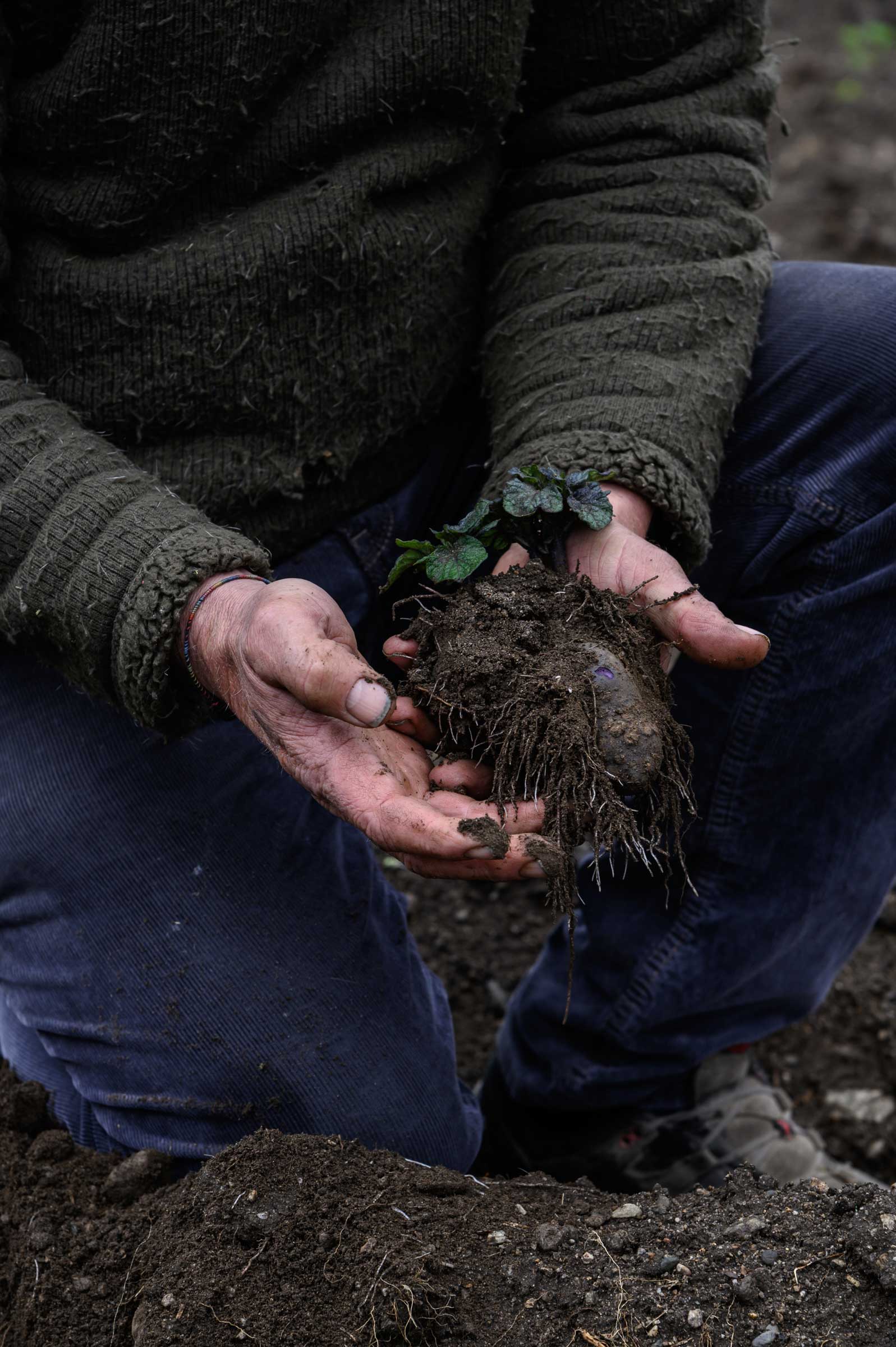 Ein Bauer des Schweizer Biohofs in Filisur  hält Kartoffeln in seinen Händen– Reportage-Fotografie von WINTERPOL Hamburg