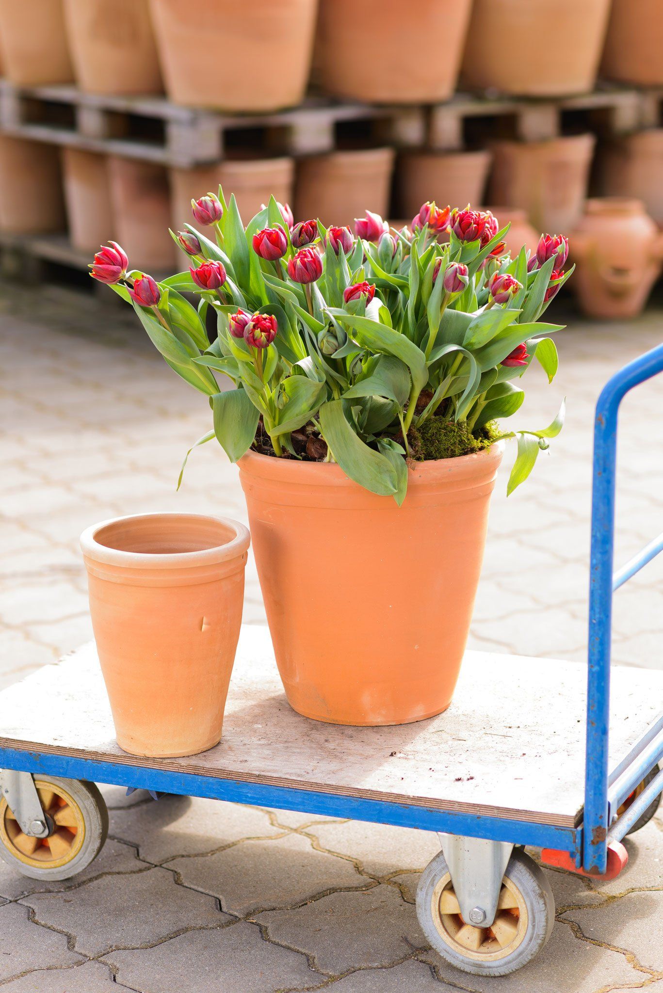 TUCANO Trading · Still Life Fotografie · WINTERPOL Hamburg