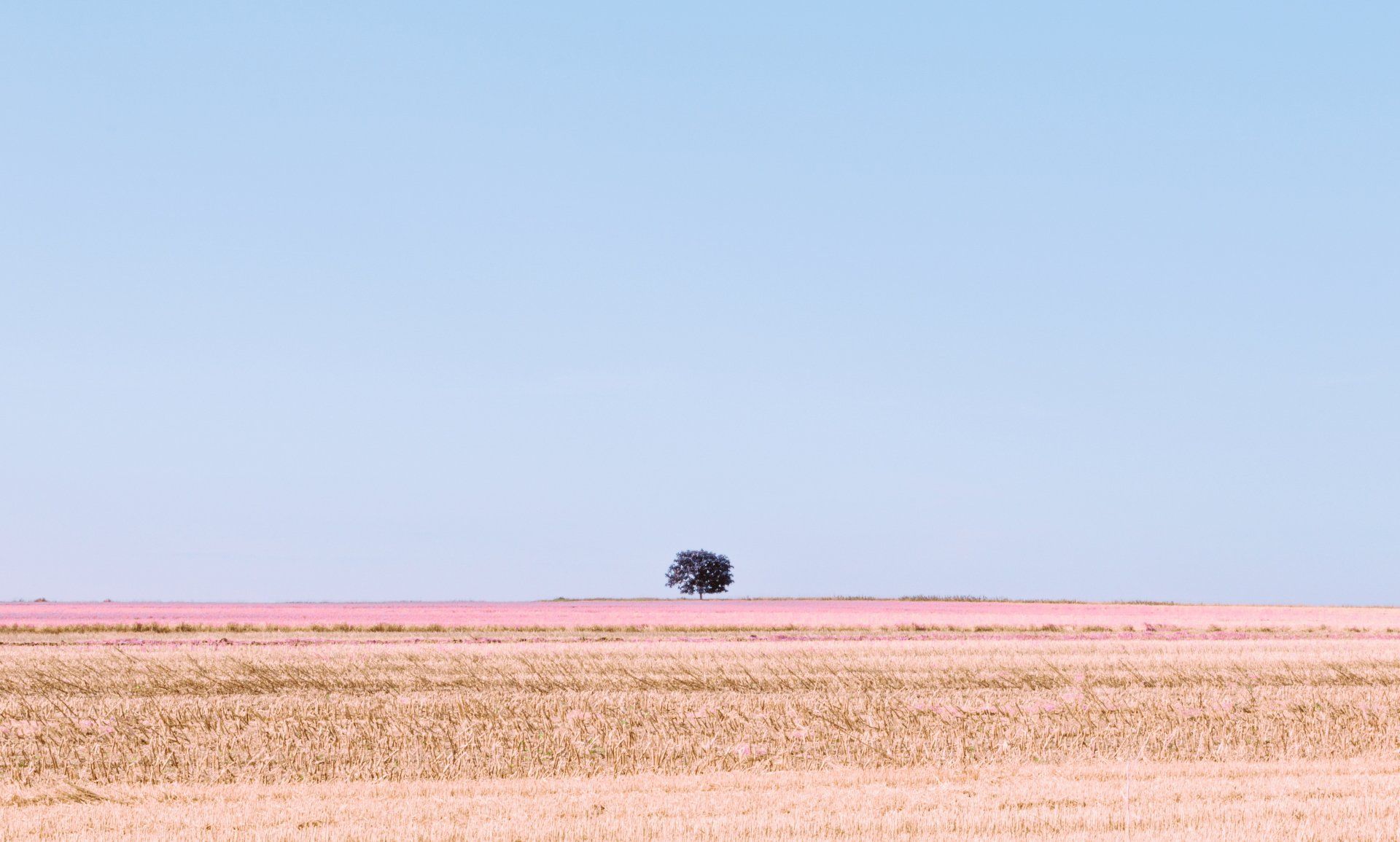 Pastel colors of the fields of Niedersachsen interrupted by a lonely tree