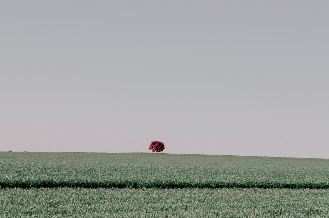 The horizon line that is defined by a solitary tree