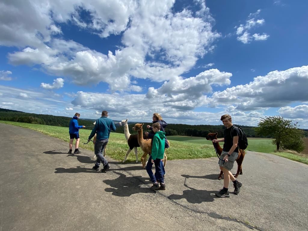 Alpakawanderung Hocheifel-Alpakas