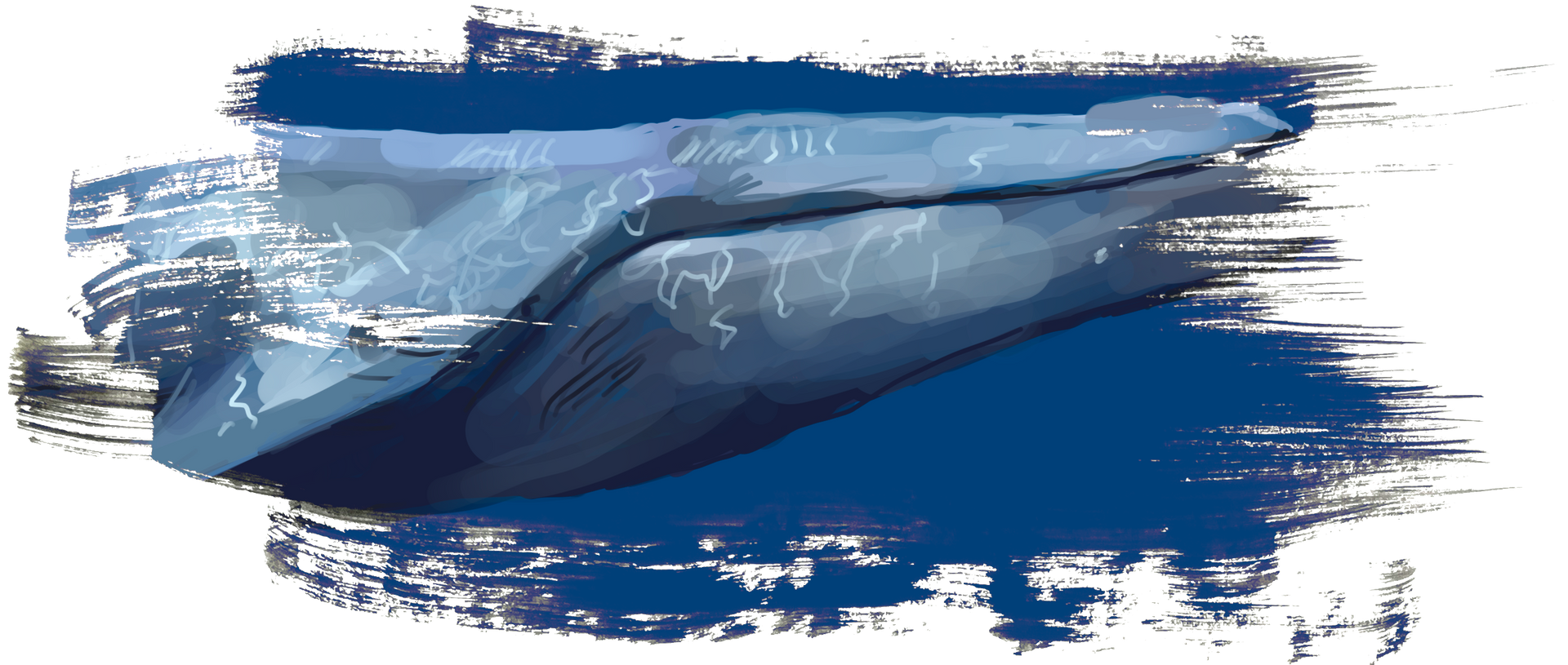Illustration eines Blauwals