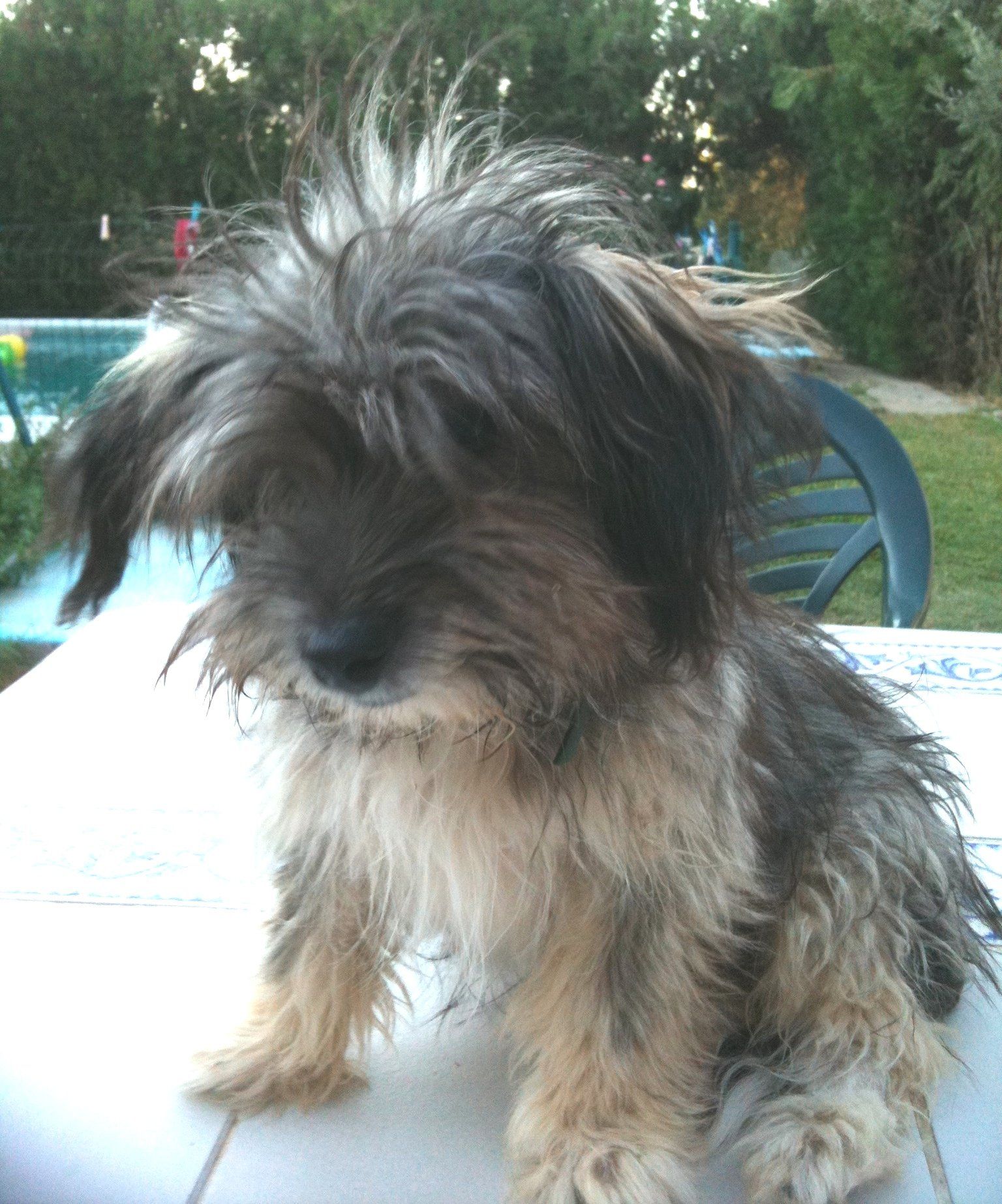 Perrera Sonnenscheinhund