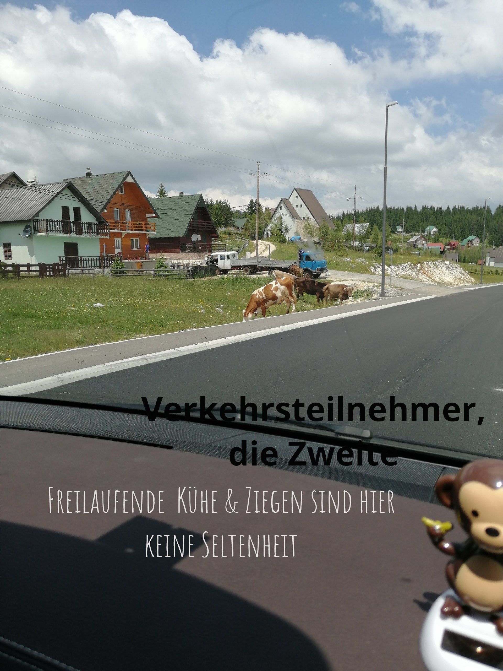 ...und plötzlich läuft eine Kuh über die Strasse freilaufende Kühe