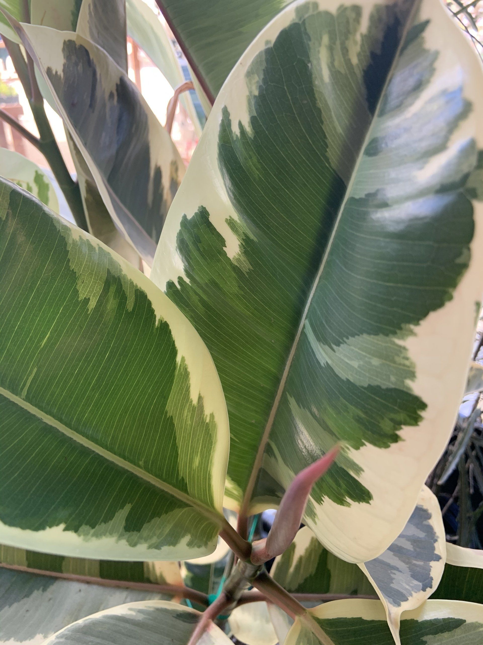 variegated rubber plant leaf