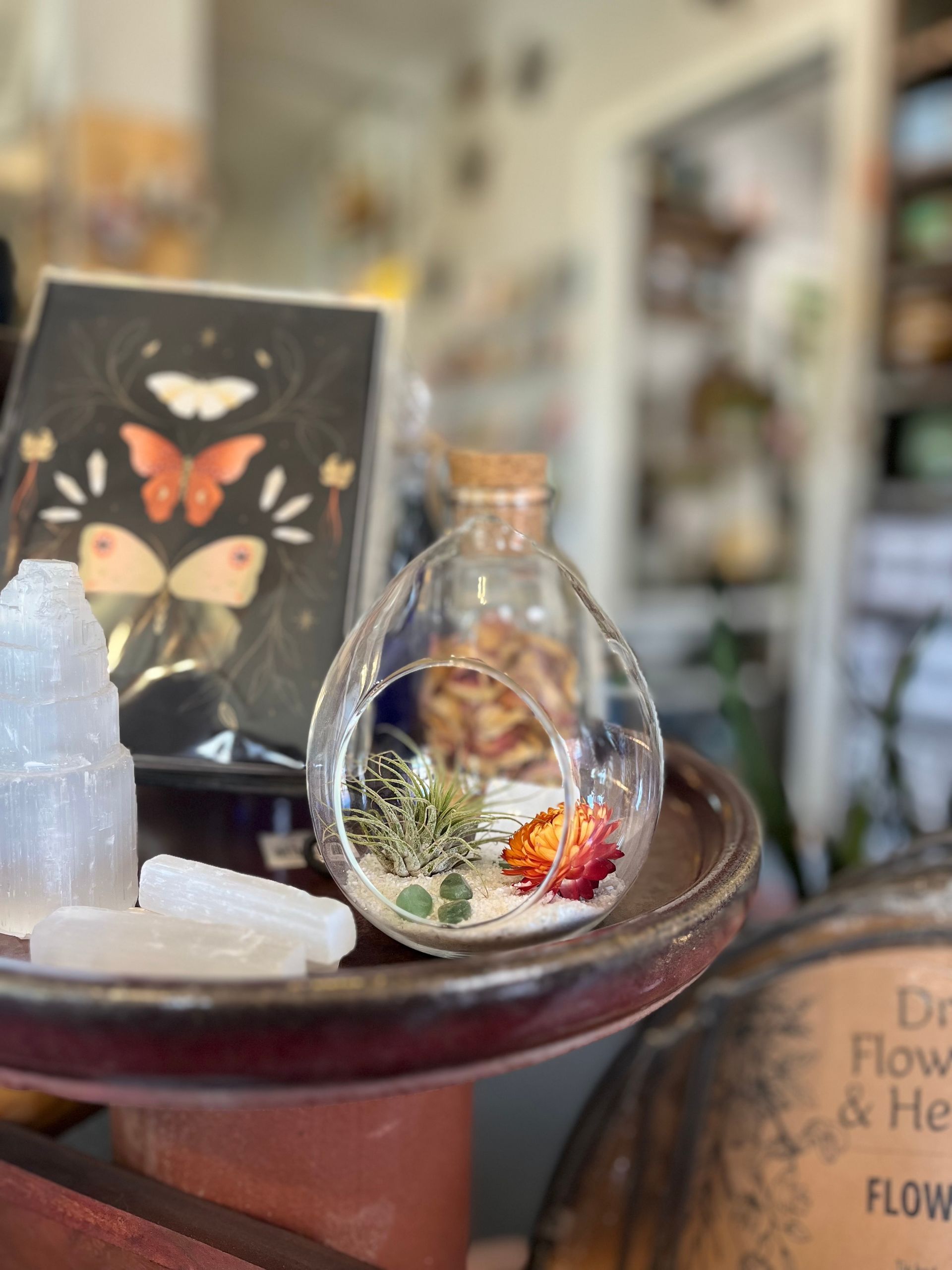 up close image of glass terrarium with air plant