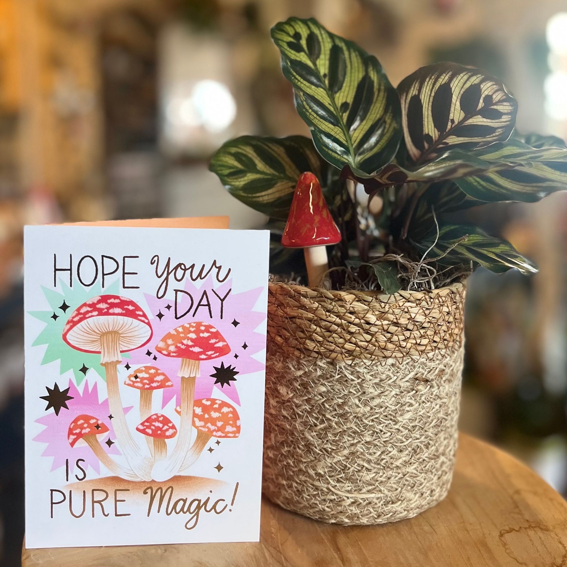 potted plant gift bundle with mushroom theme greeting card