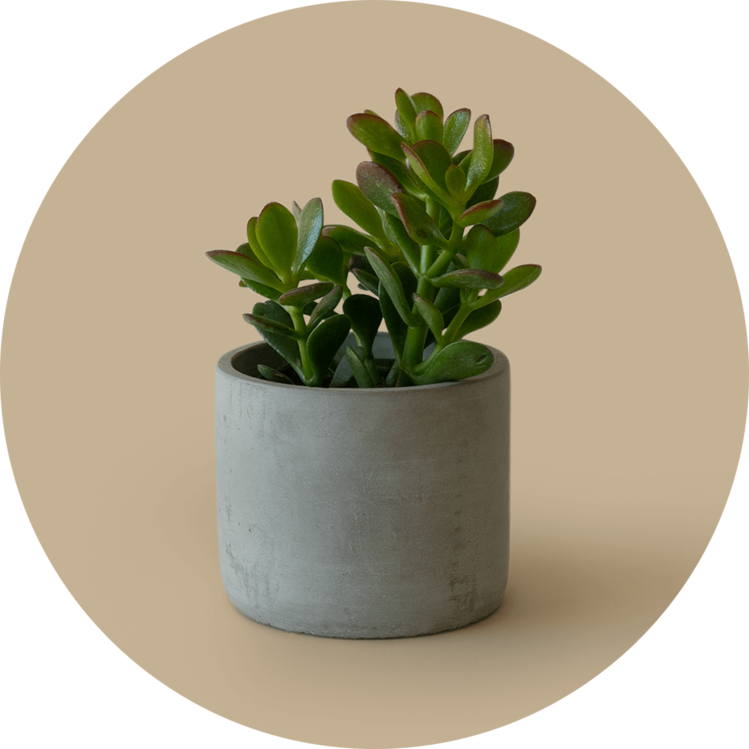 green succulent in a small concrete pot