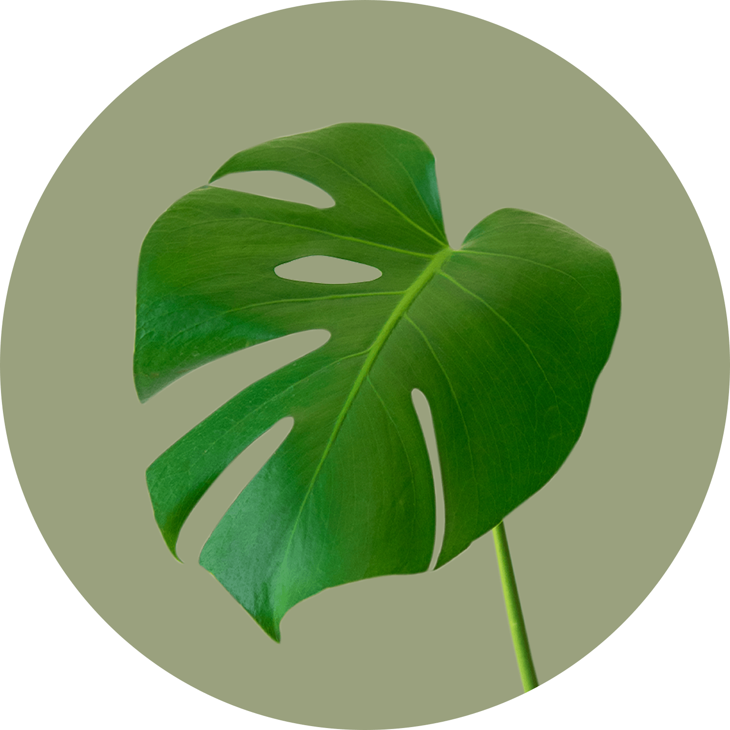 monstera deliciosa leaf