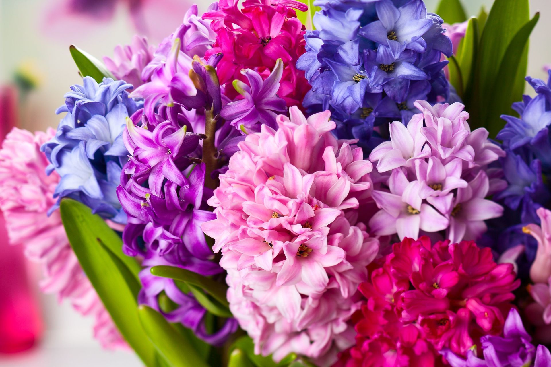 La floristería online de Zamora Floristería Online de Zamora