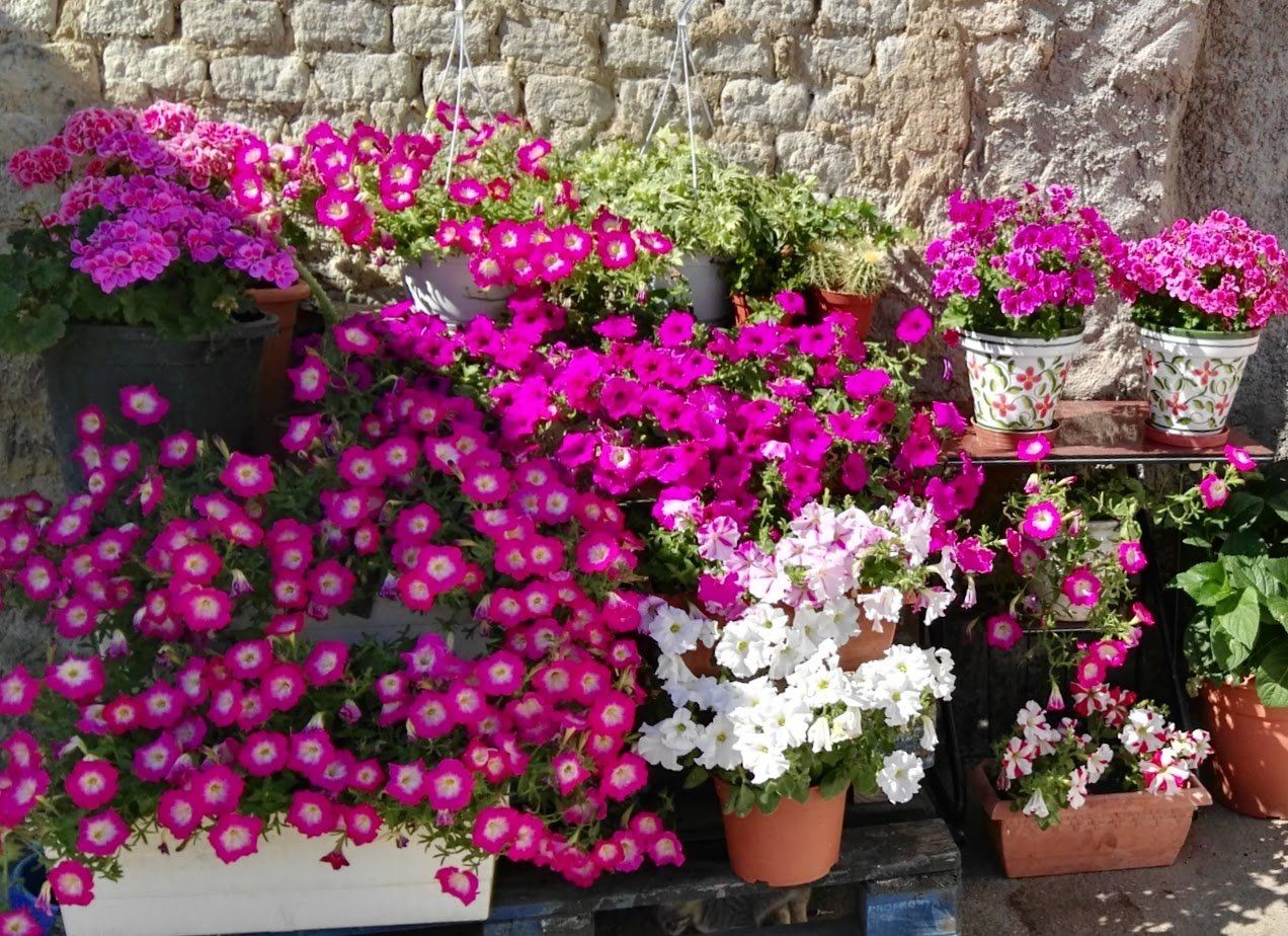 flores para casa en estado de alarma