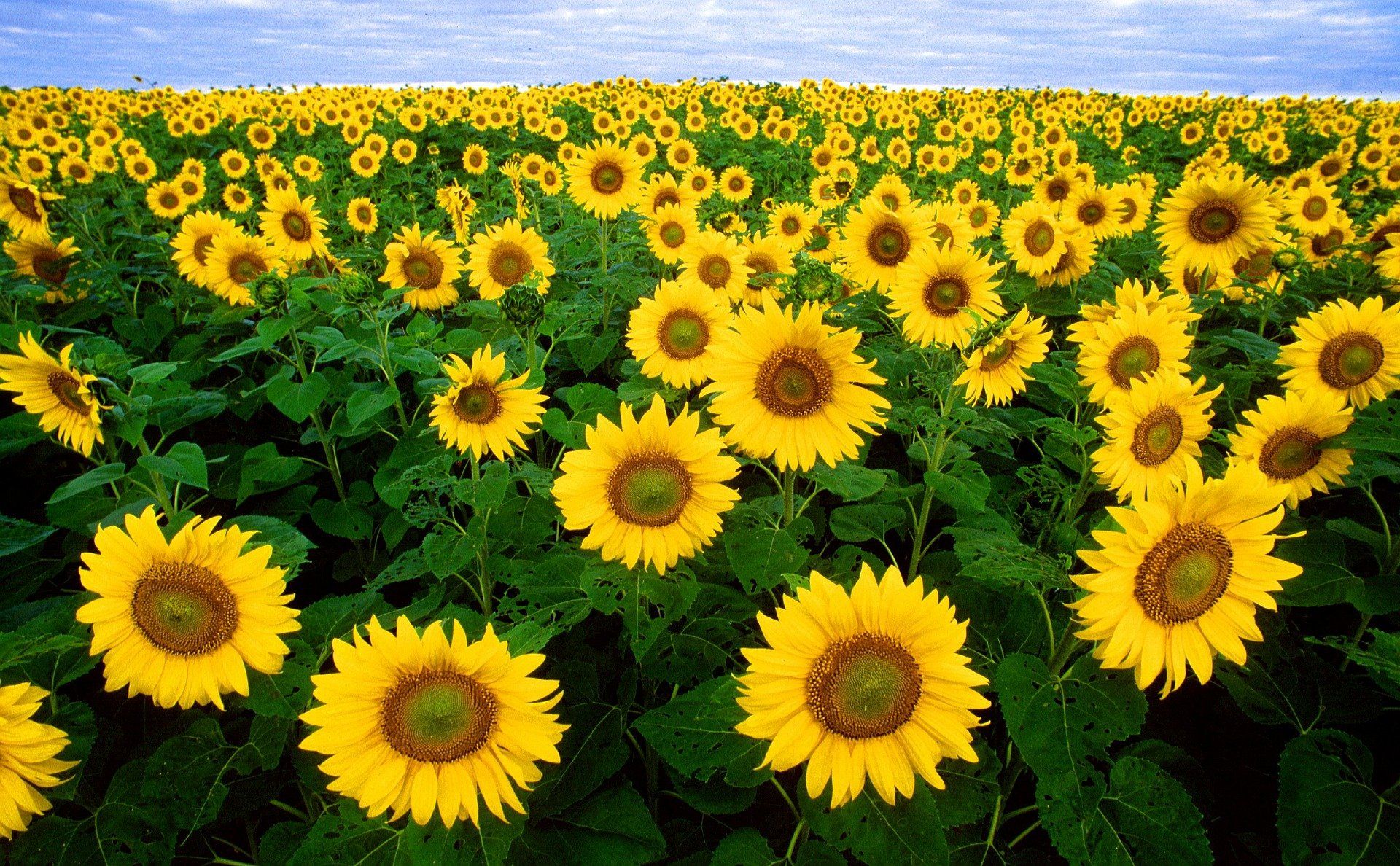 campos de cultivo de girasoles