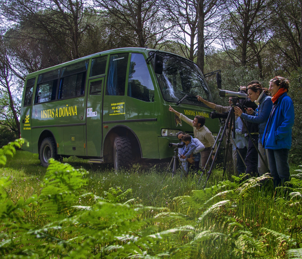 Descubre el parque de Doñana en 4x4 con Doñana Reservas. Discover the Donana Park by 4x4.