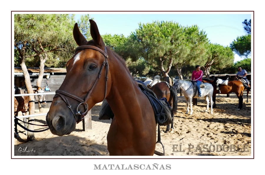 Horseback rides in Doñana with Hipica el Pasodoble in Matalascañas, Huelva.