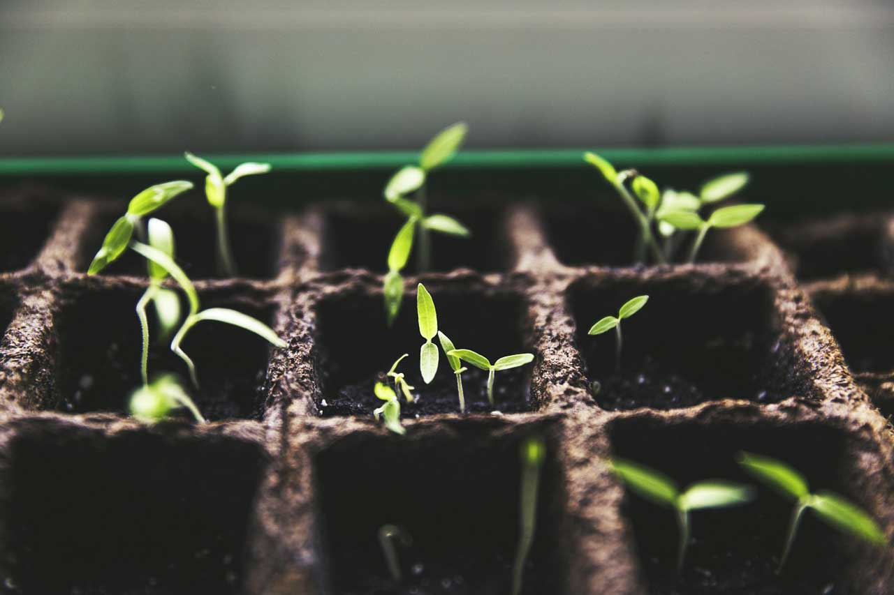 autosuficiencia-cultivo-caza-pesca-recoleccion-kit-supervivencia-gran-apagon